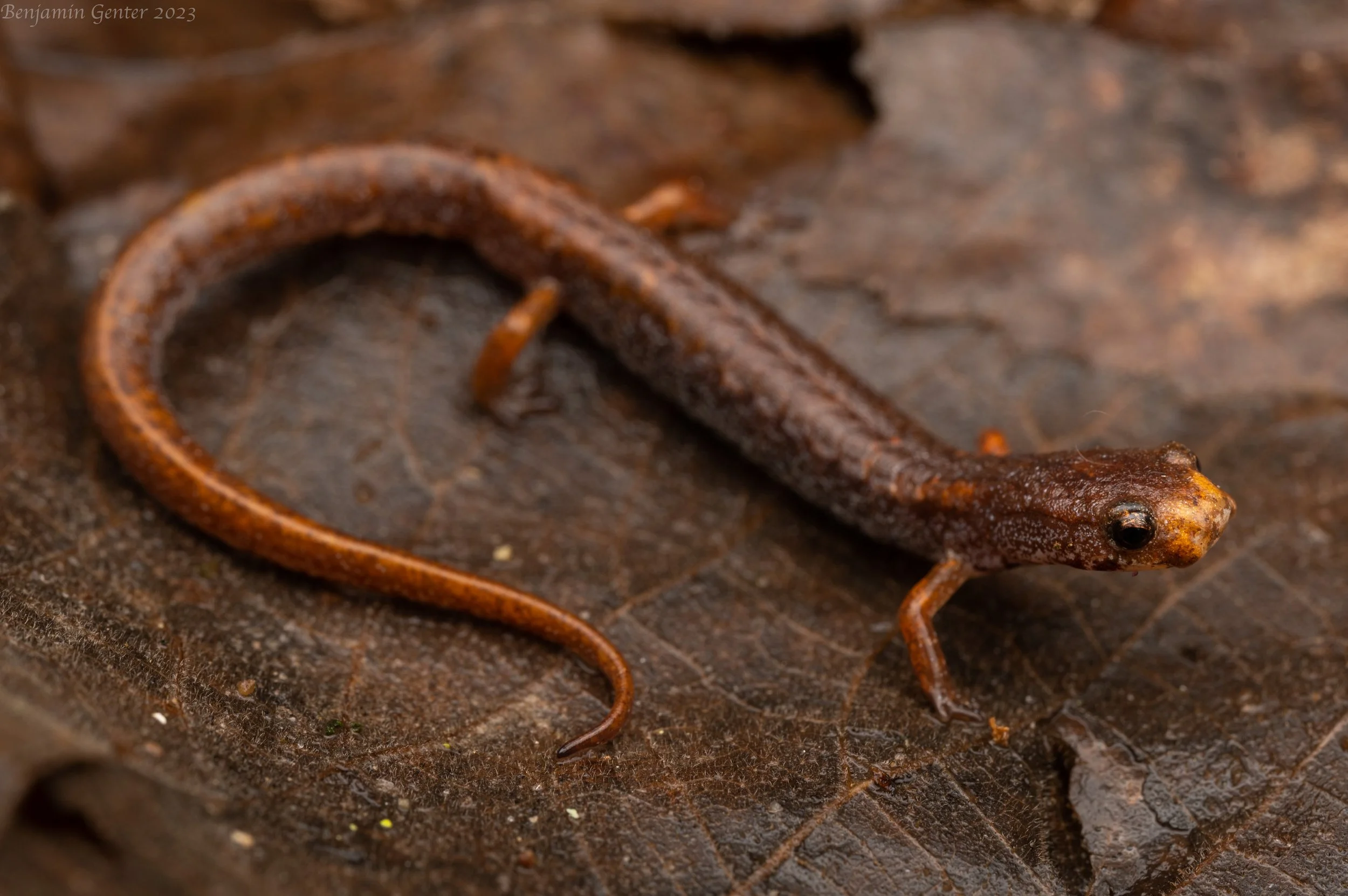 Four-toed Salamander (Hemidactylium scutatum)
