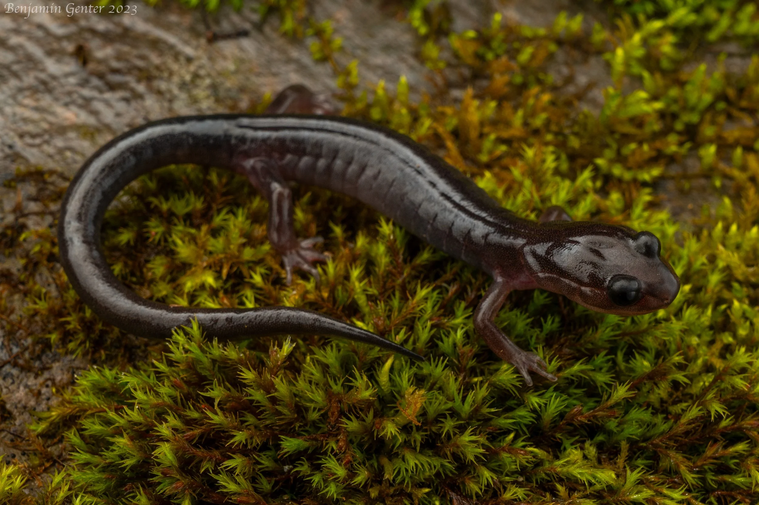 Northern Grey-cheeked Salamander (Plethodon montanus)
