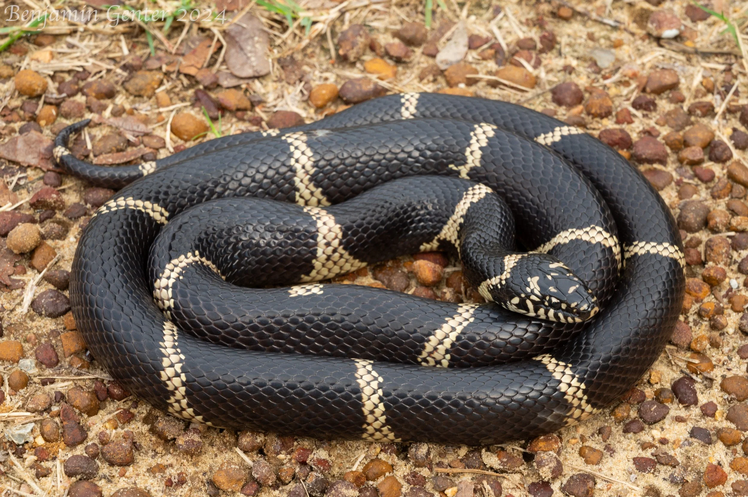 "Eastern" Kingsnake (Lampropeltis getula)