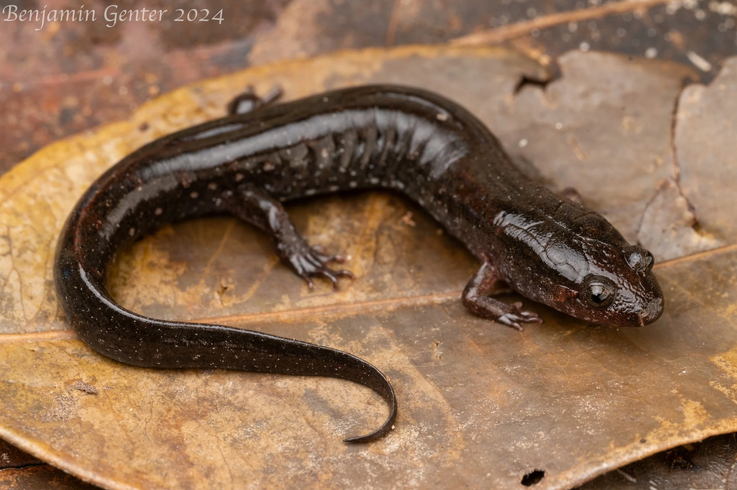 Holbrook's Southern Dusky Salamander (Desmognathus auriculatus)