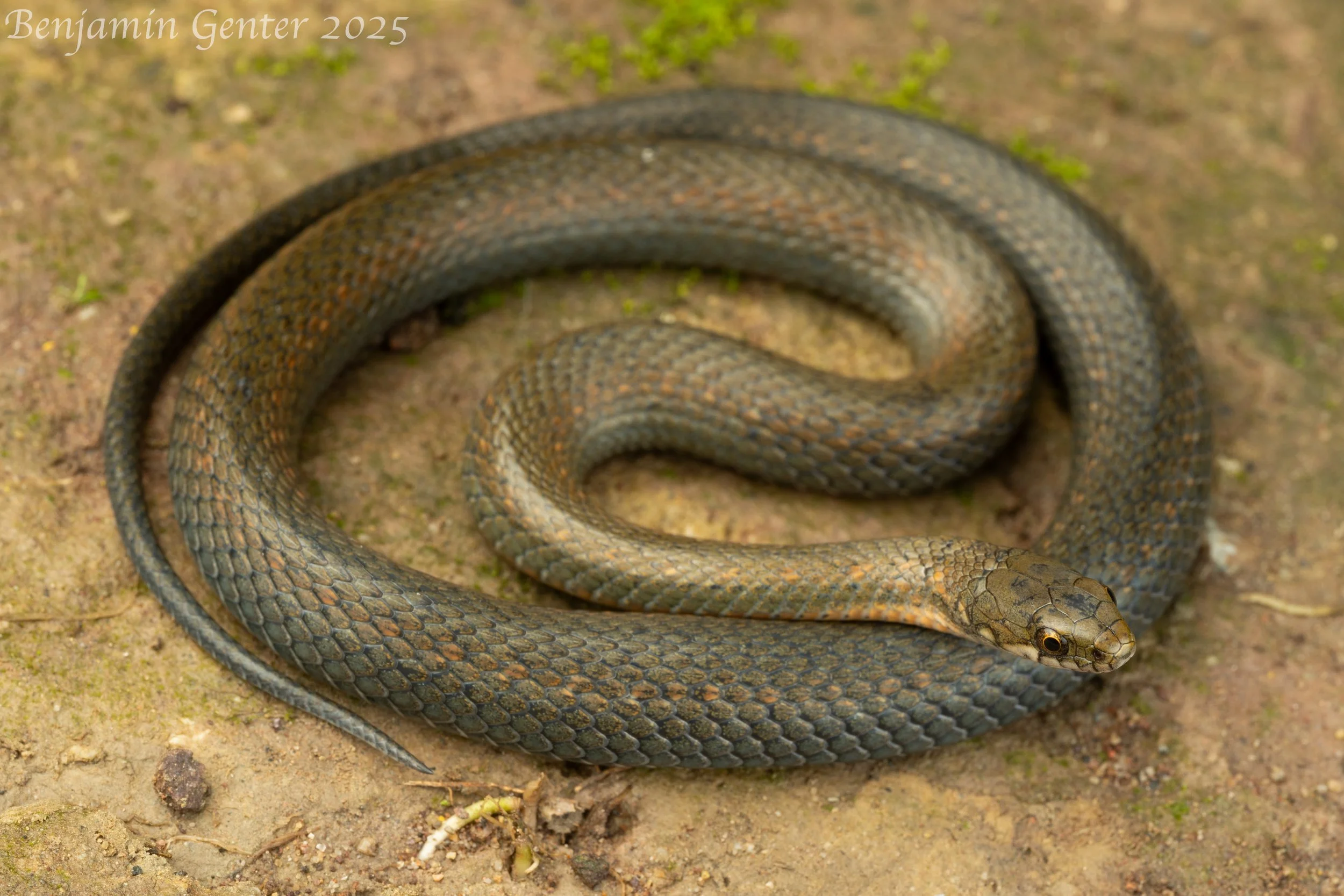 Tonkin Keelback (Hebius atemporale)