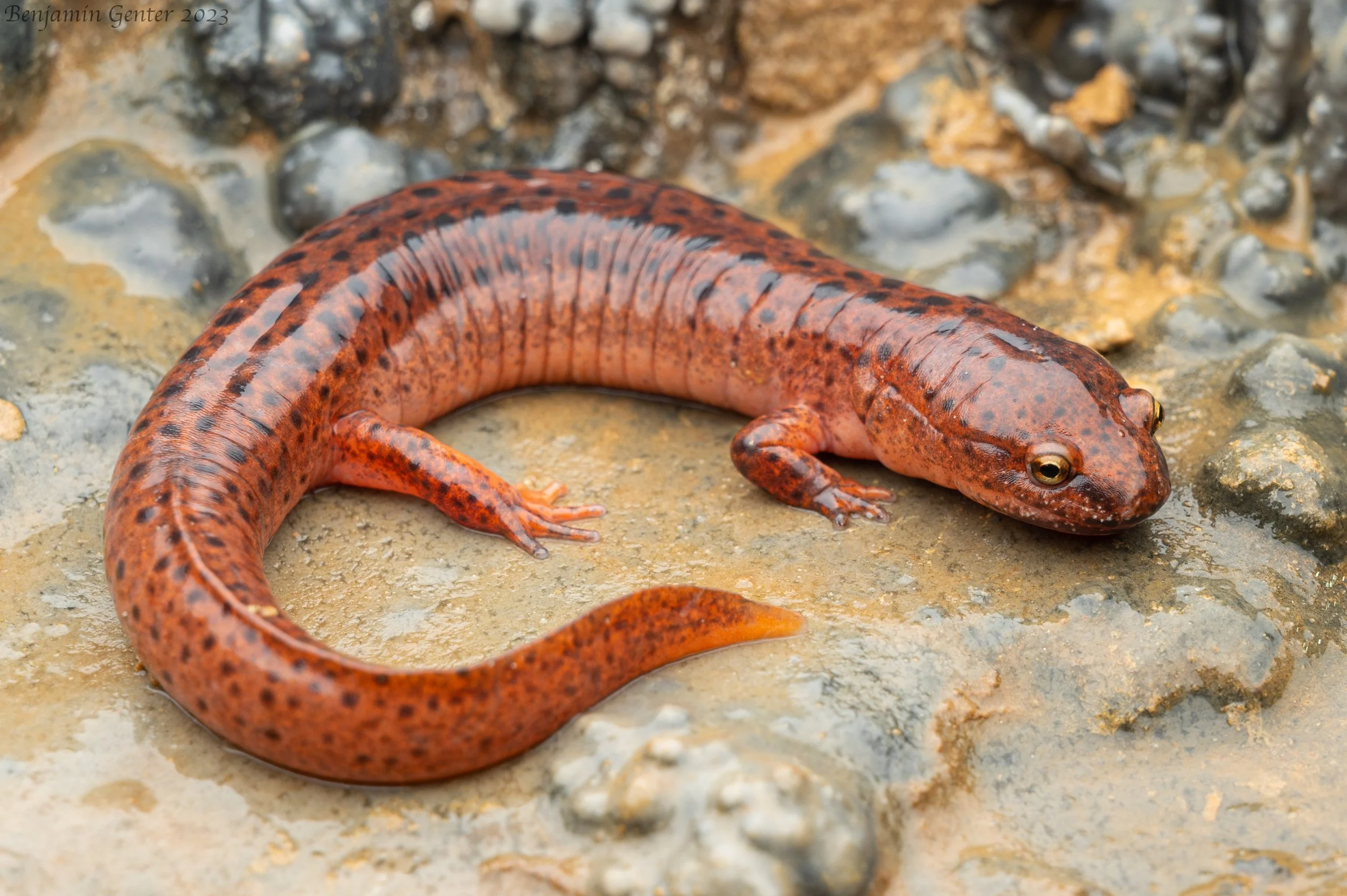 Red Salamander (Pseudotriton ruber)