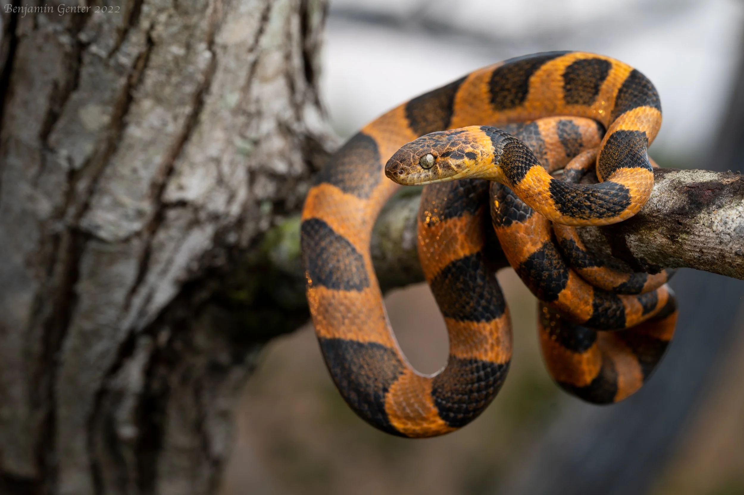Northern Cat-eyed Snake (Leptodeira septemvittata)