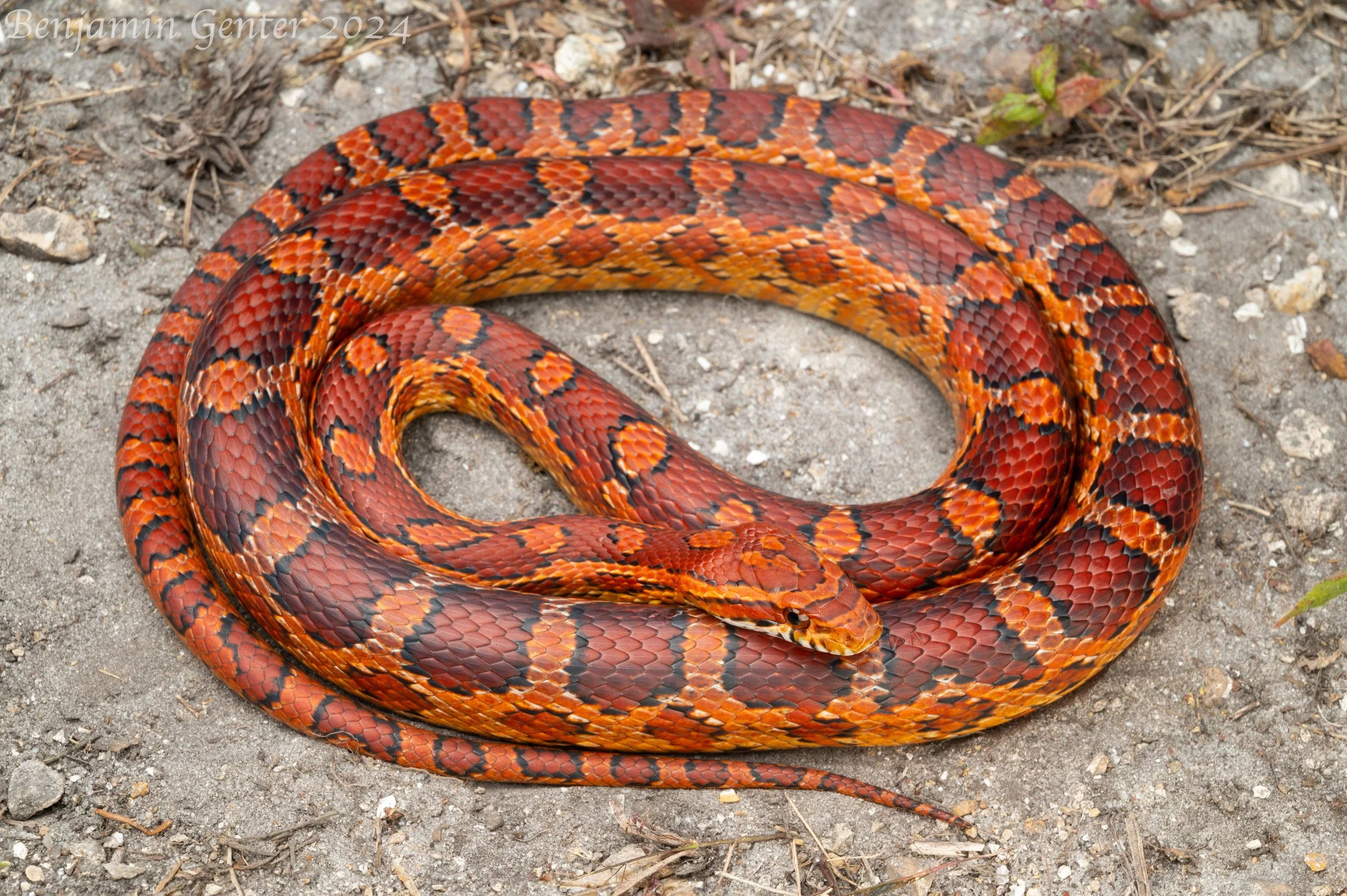 Red Cornsnake (Pantherophis guttatus)