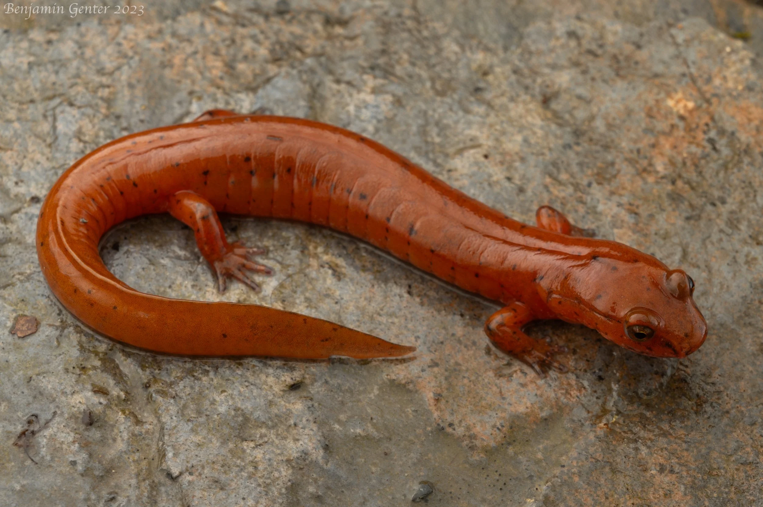 Spring Salamander (Gyrinophilus porphyriticus)