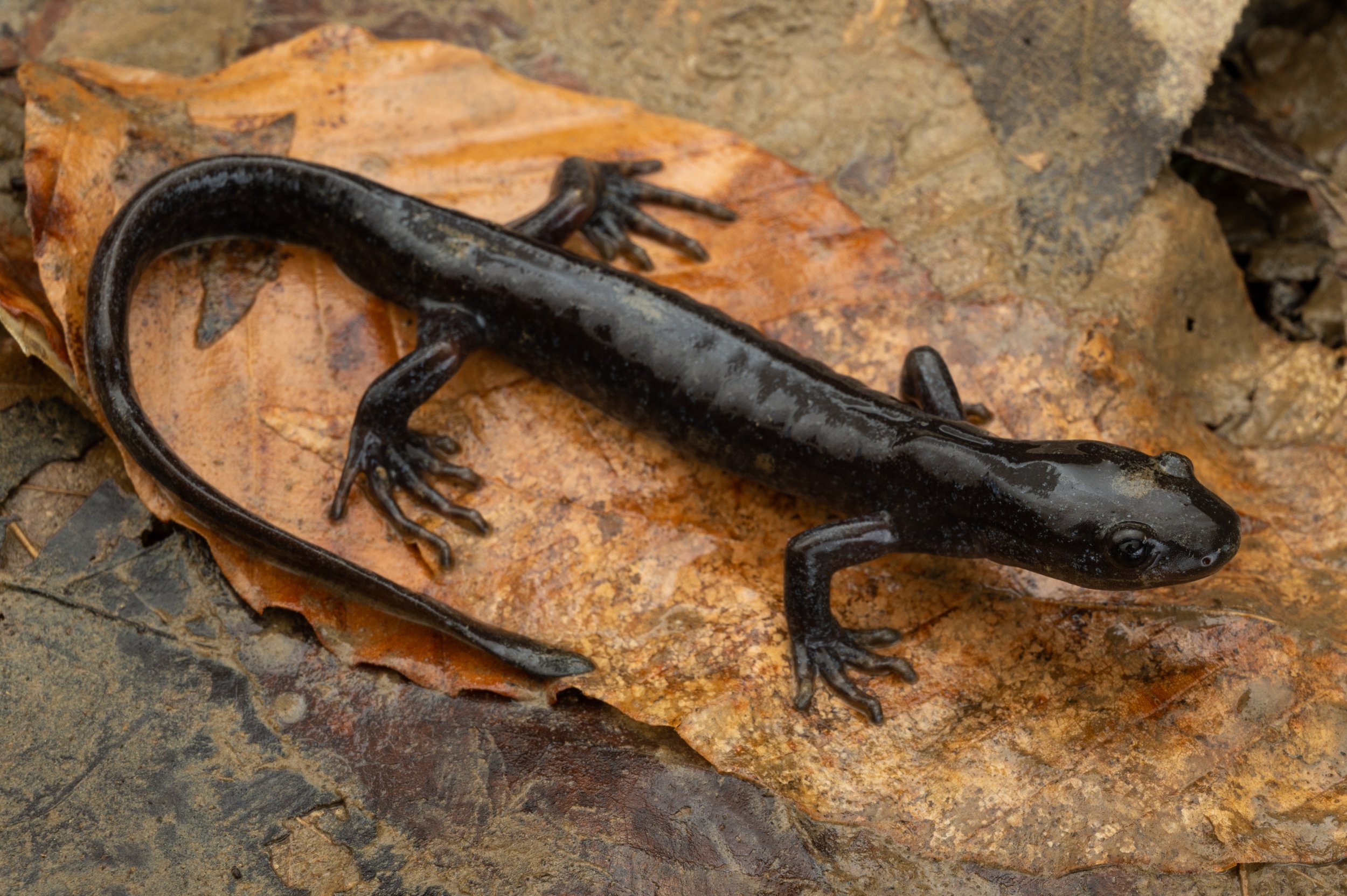 Jefferson's Salamander (Ambystoma jeffersonianum)