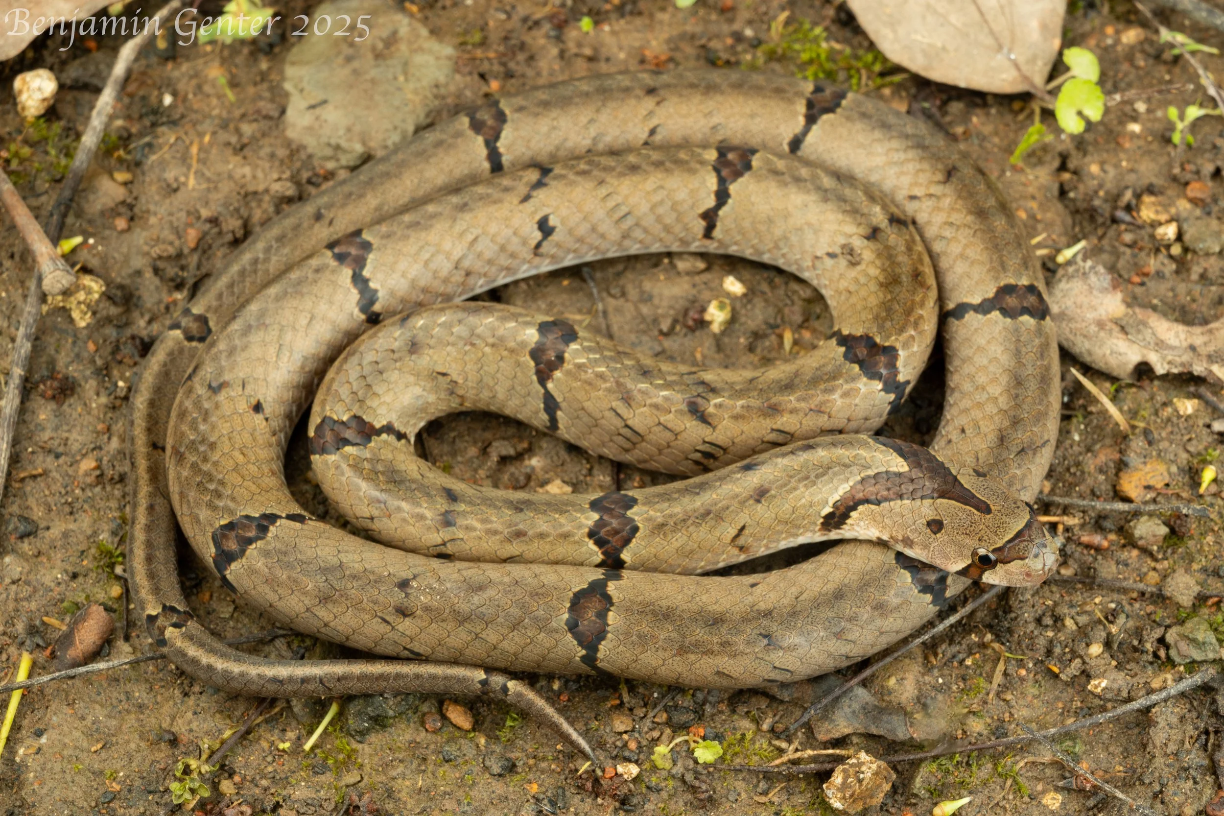 Chinese Kukri Snake (Oligodon chinensis)