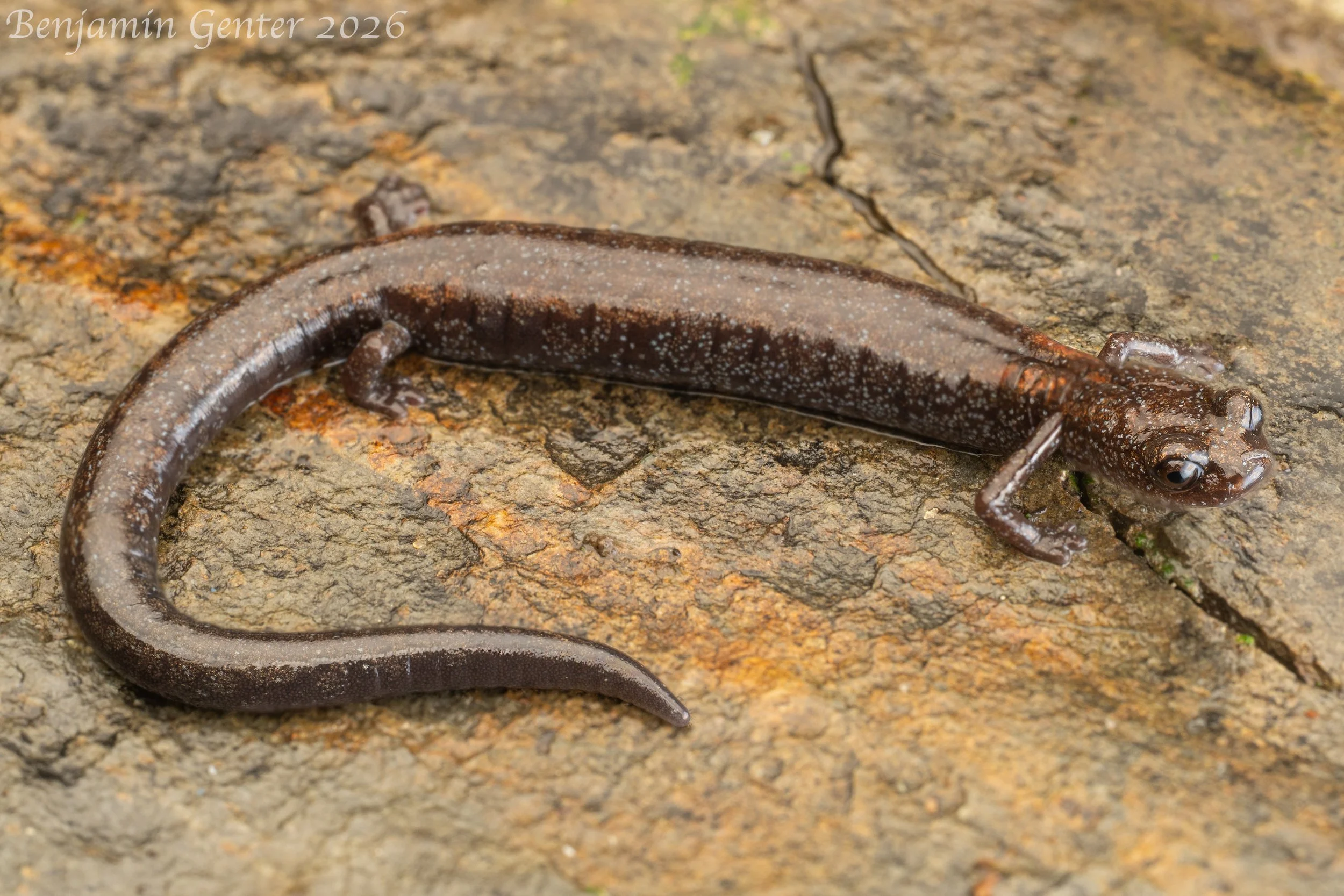 Fairview Slender Salamander (Batrachoseps bramei)