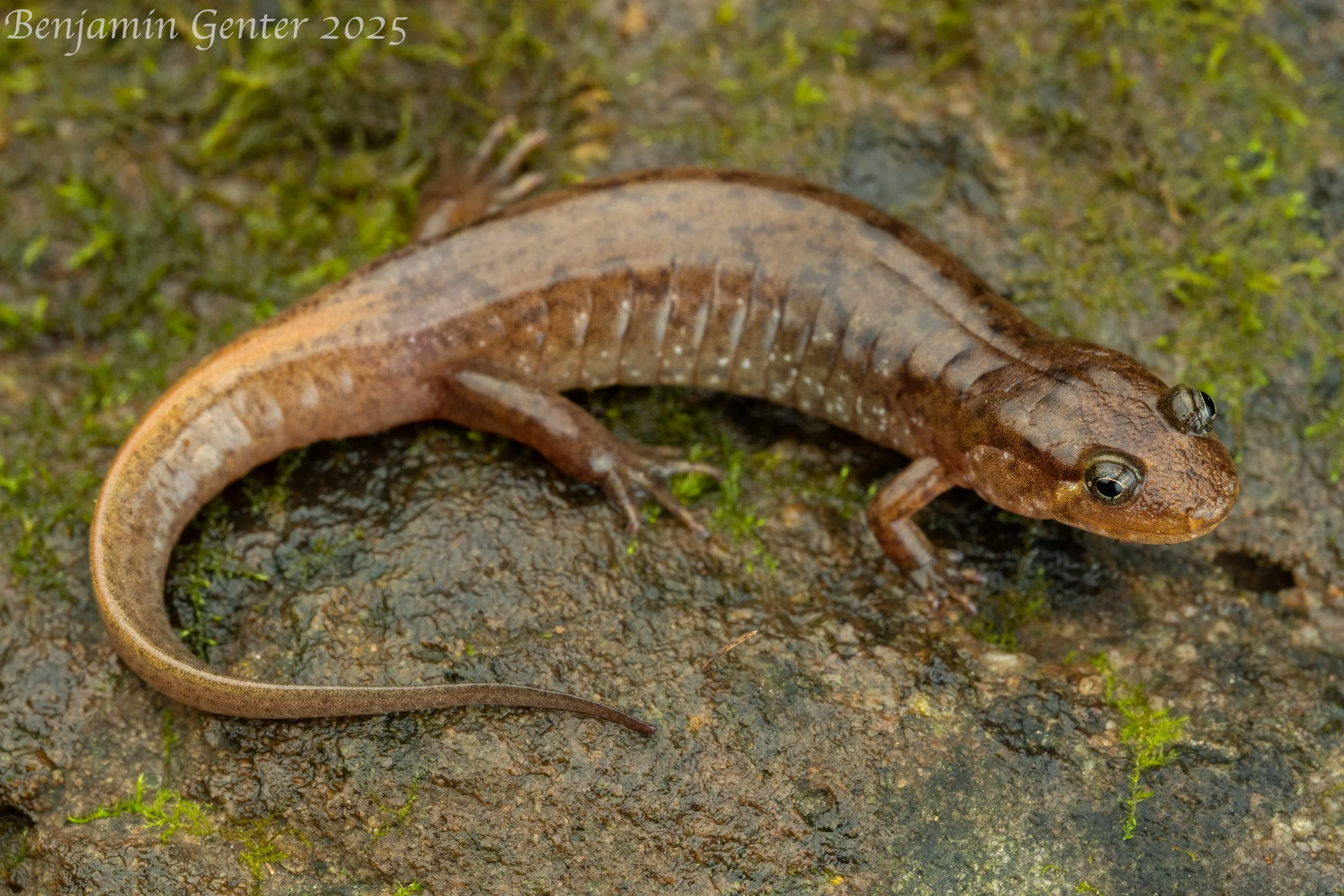 Talladega Seal Salamander (Desmognathus cheaha)
