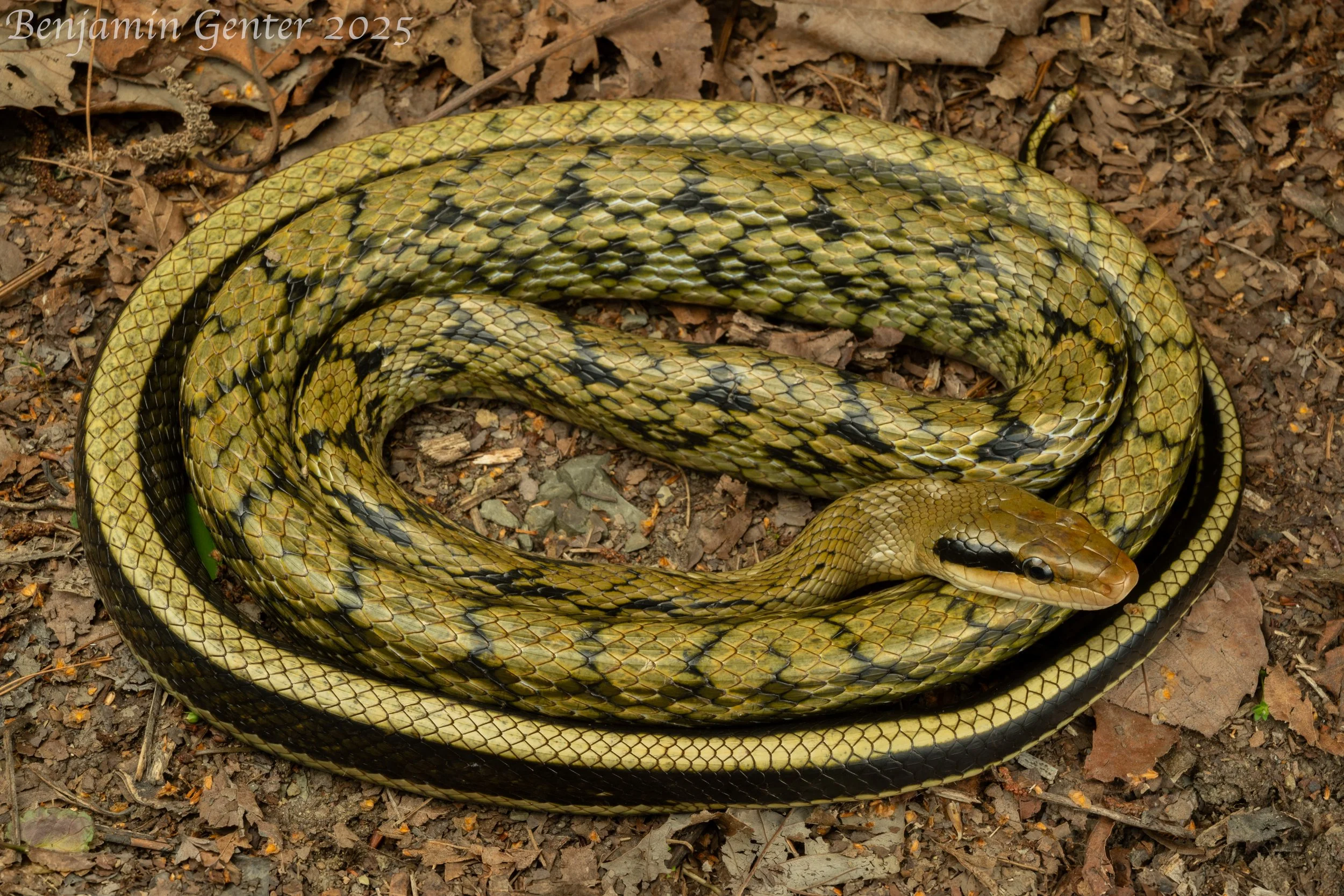 Chinese Beauty Snake (Elaphe taeniura)