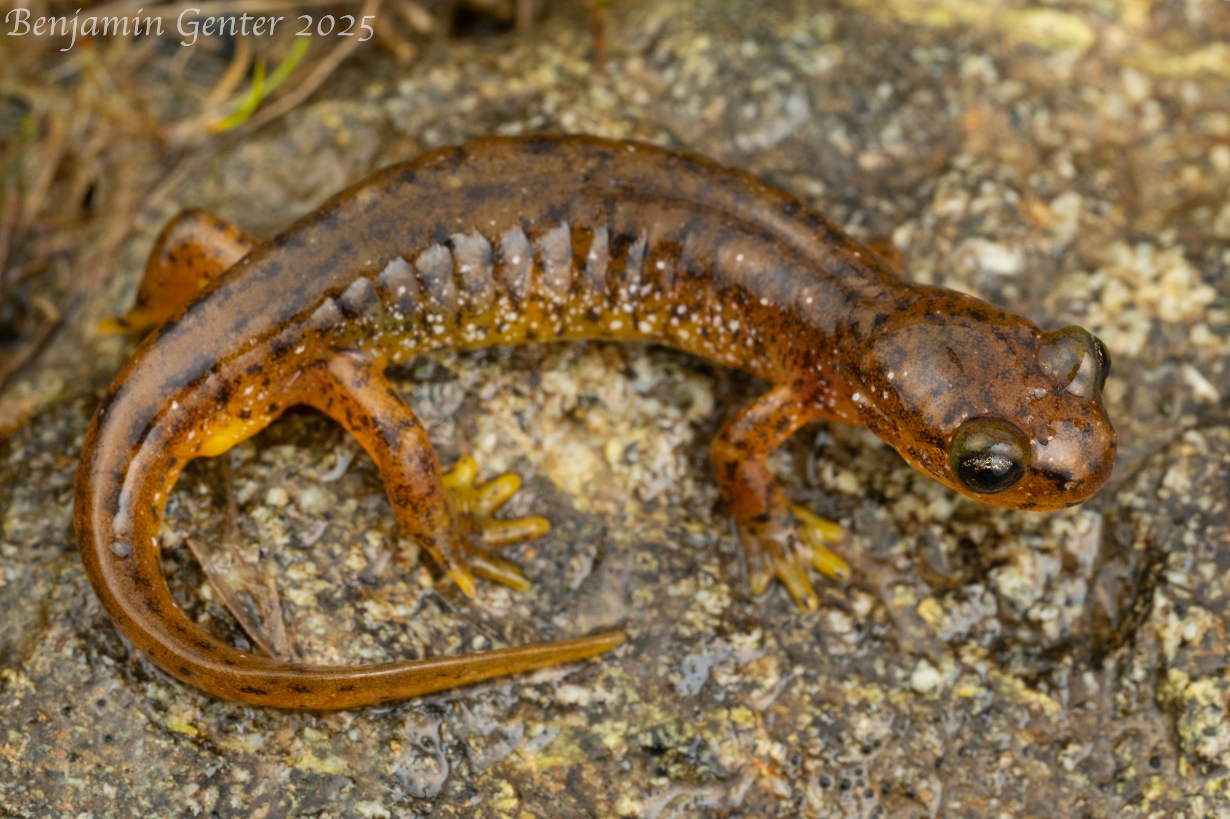 Southern Torrent Salamander (Rhyacotriton variegatus)