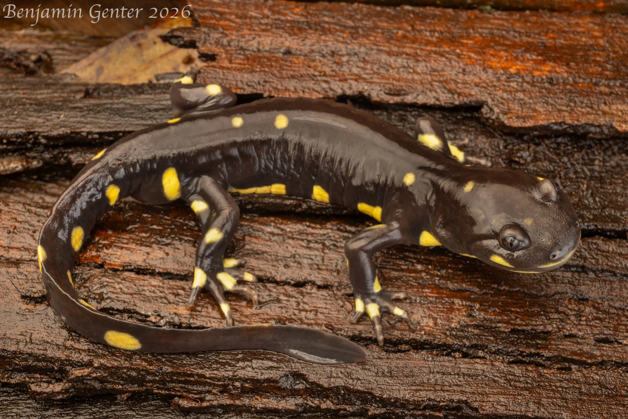 California Tiger Salamander (Ambystoma californiense)