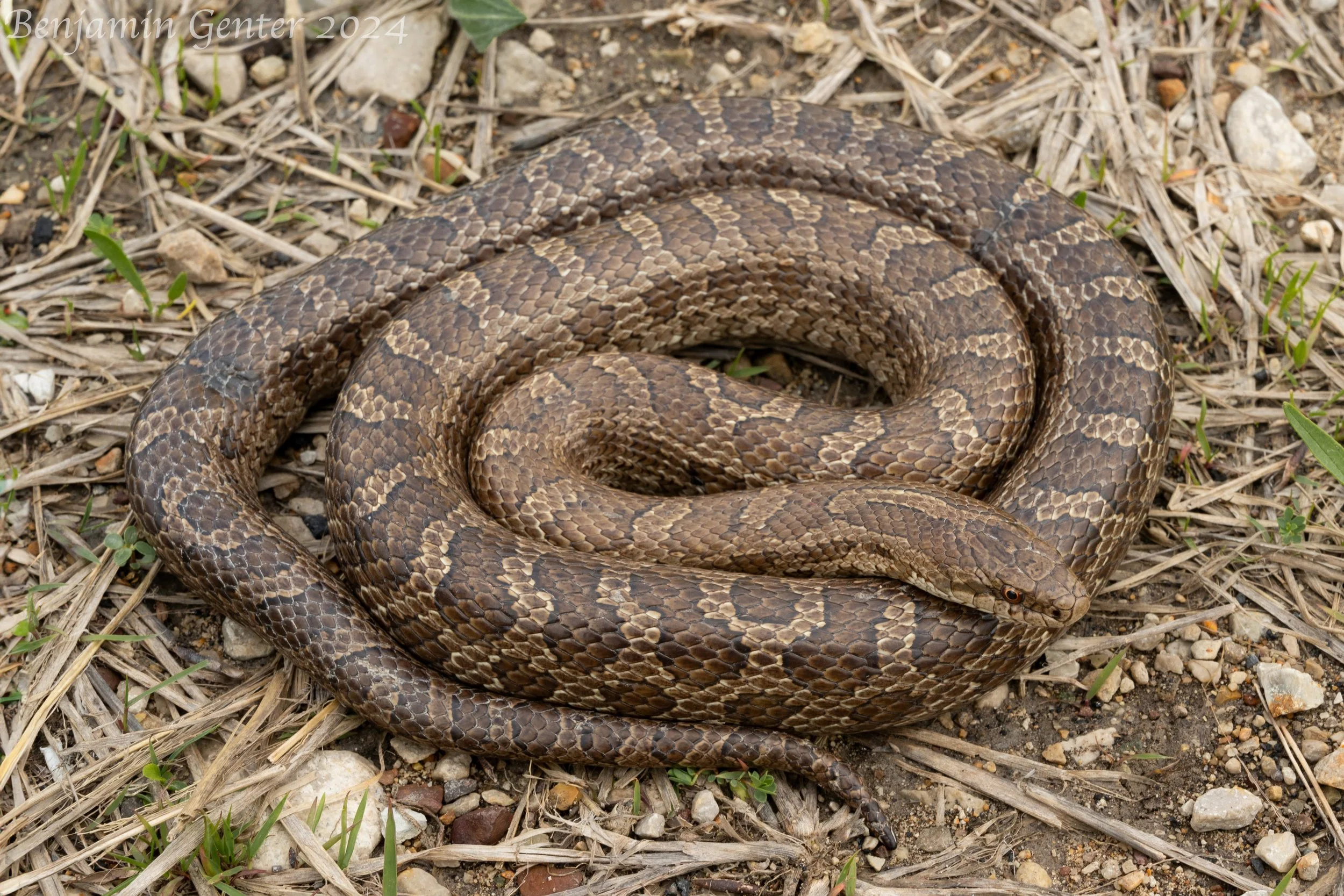 Prairie Kingsnake (Lampropeltis calligaster)