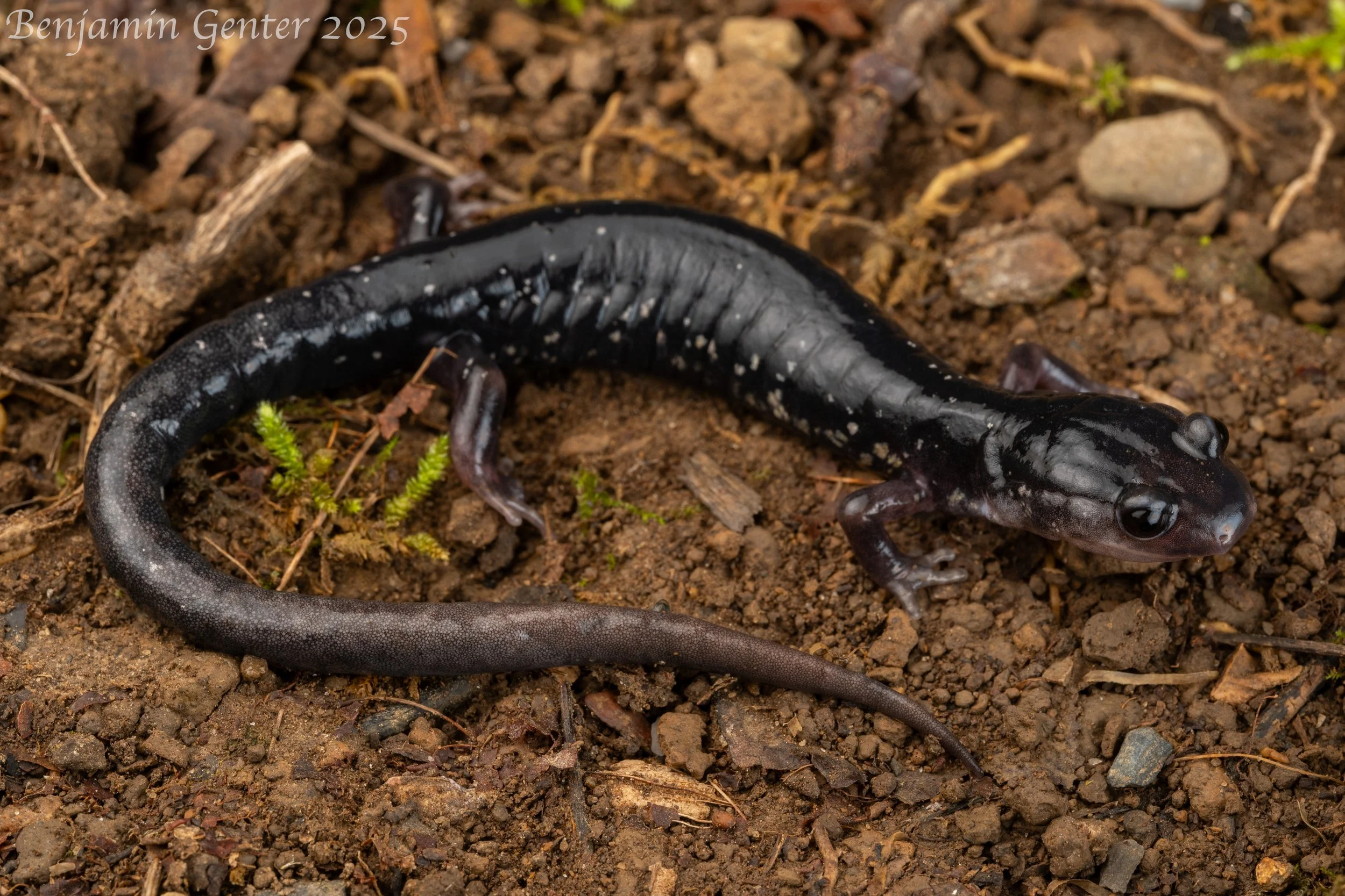Southern Appalachian Salamander (Plethodon teyahalee)