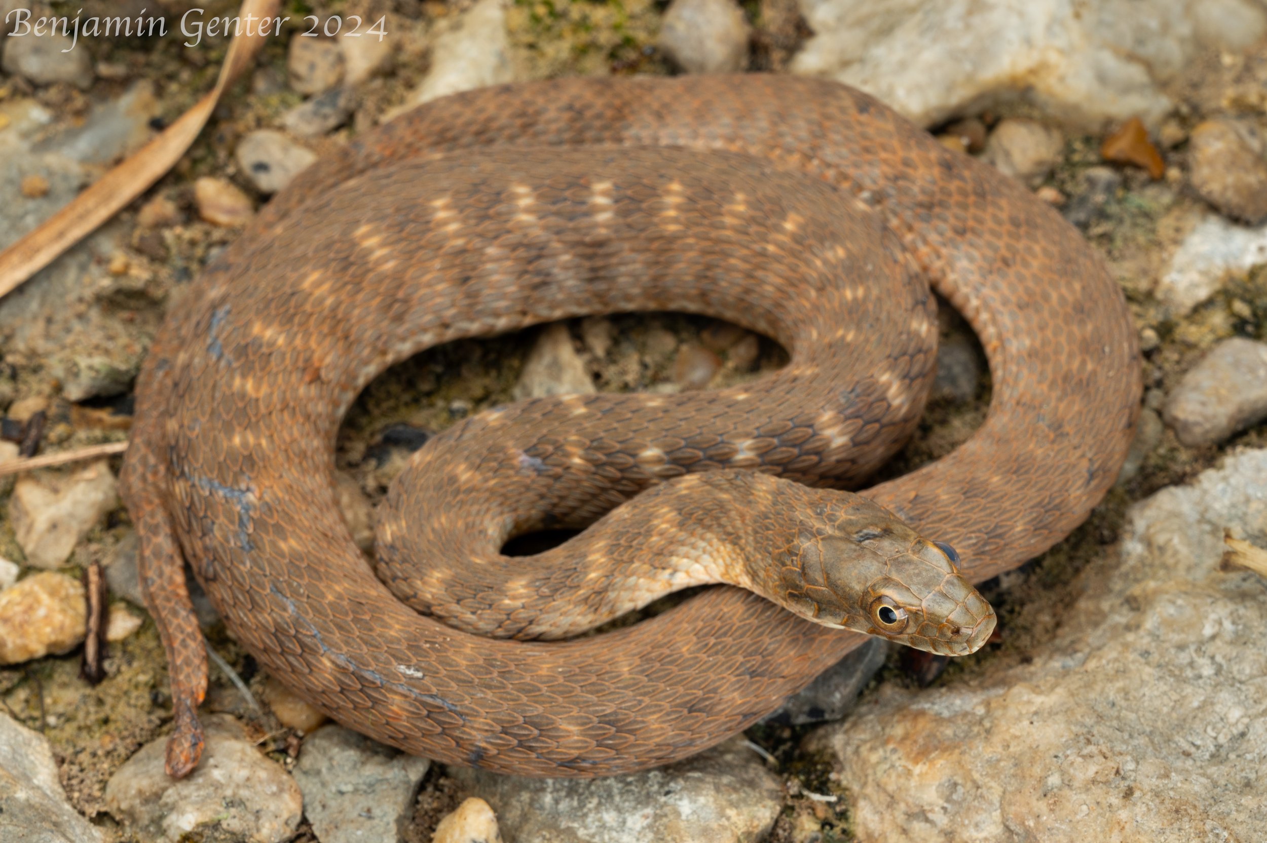 Brazos Watersnake (Nerodia harteri)