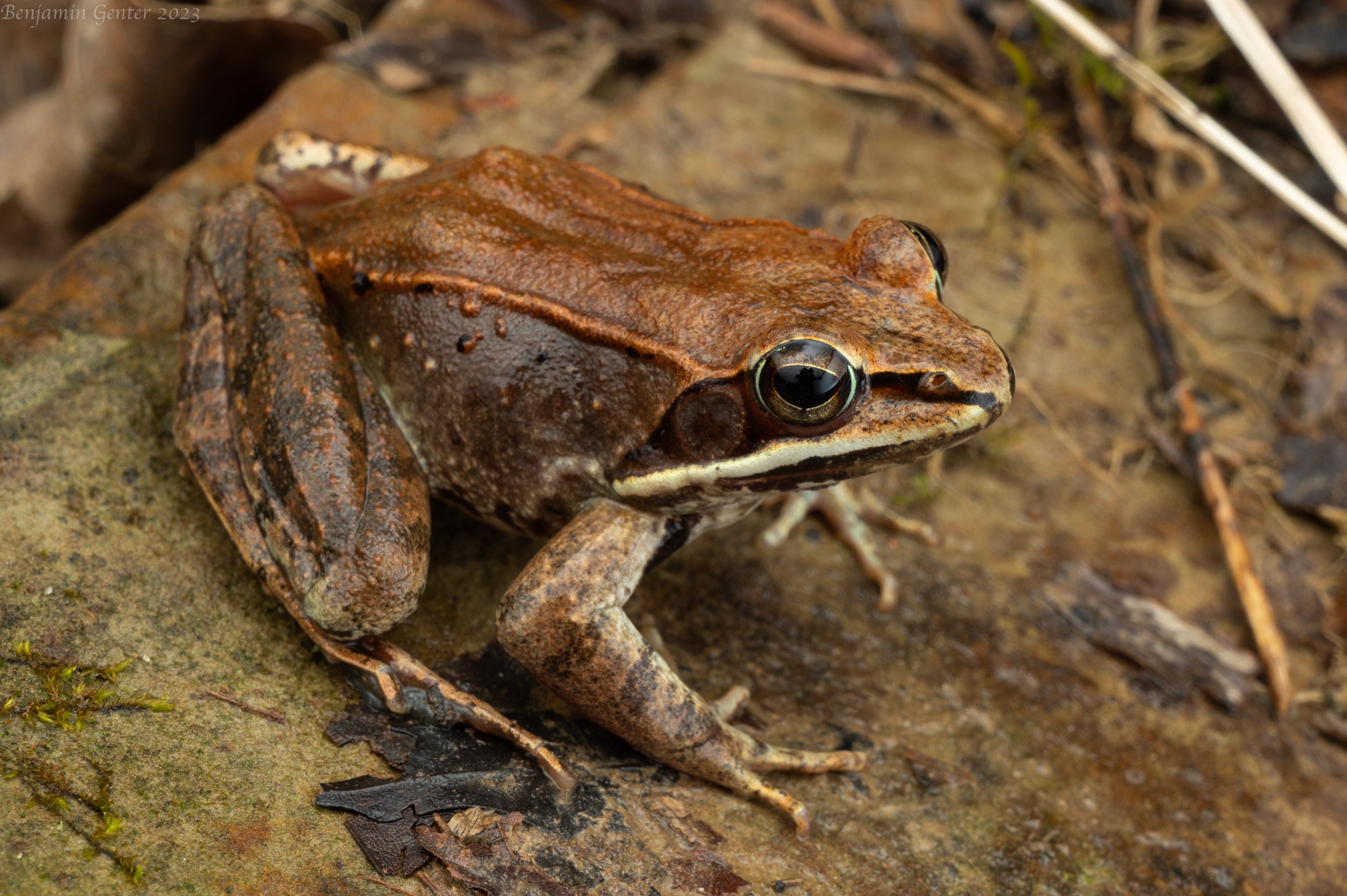 Wood Frog (Rana sylvatica)
