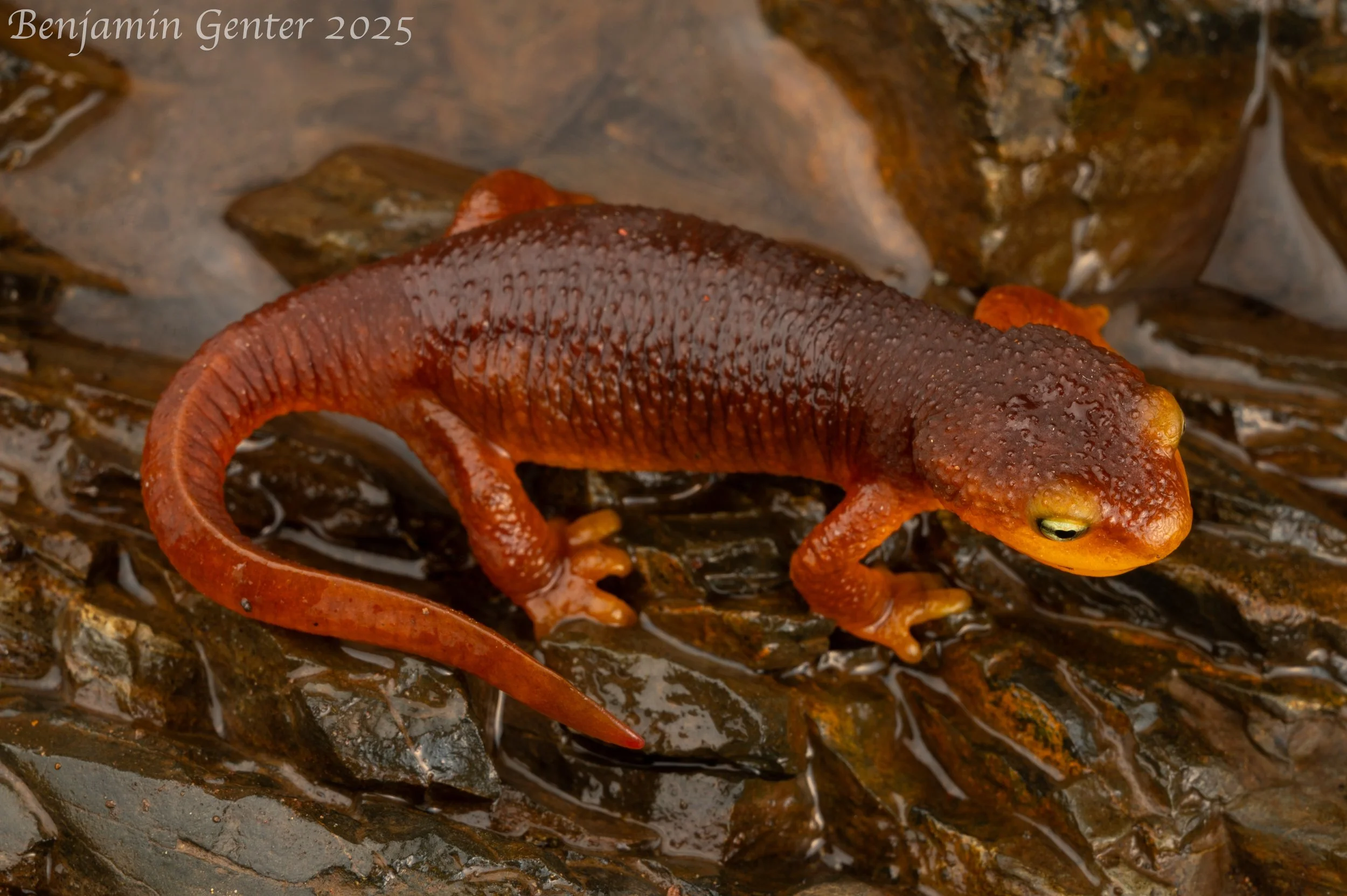 Sierra Newt (Taricha sierrae)