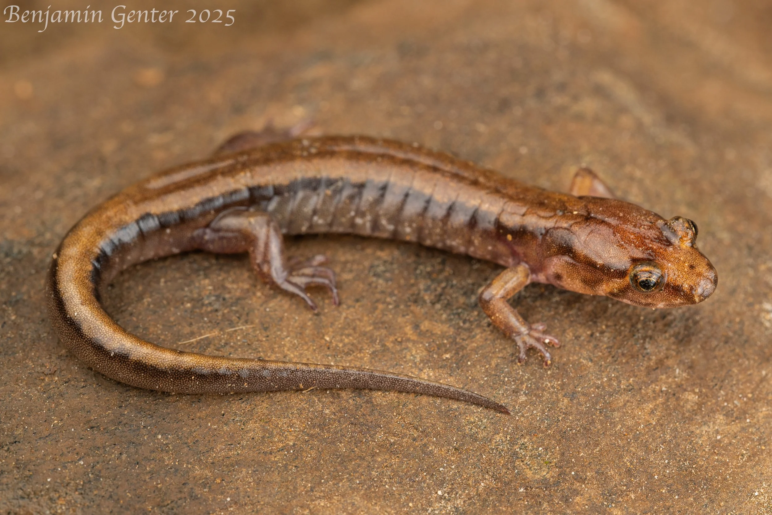 Cherokee Mountain Dusky Salamander (Desmognathus adatsihi)