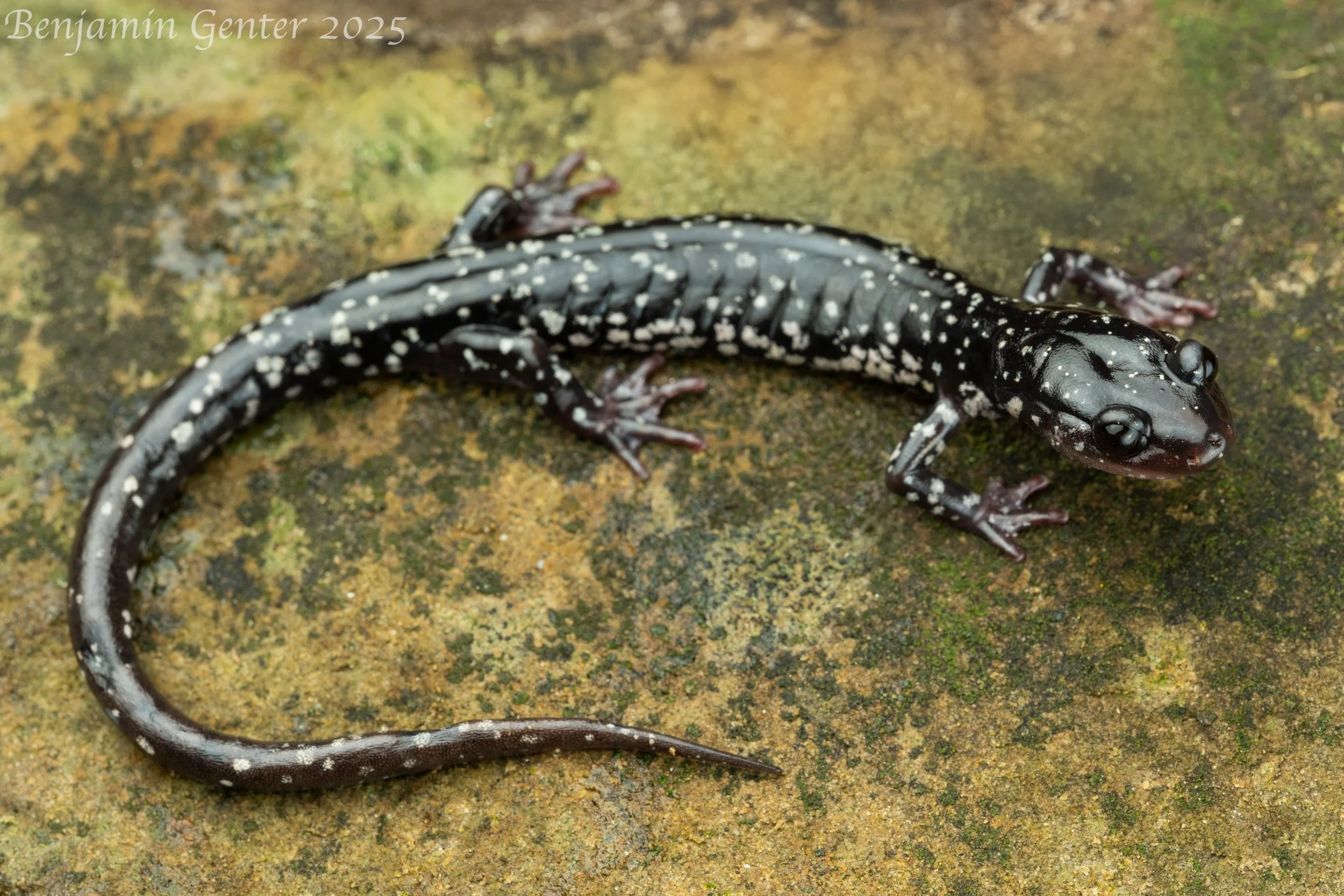 Cumberland Plateau Salamander (Plethodon kentucki)