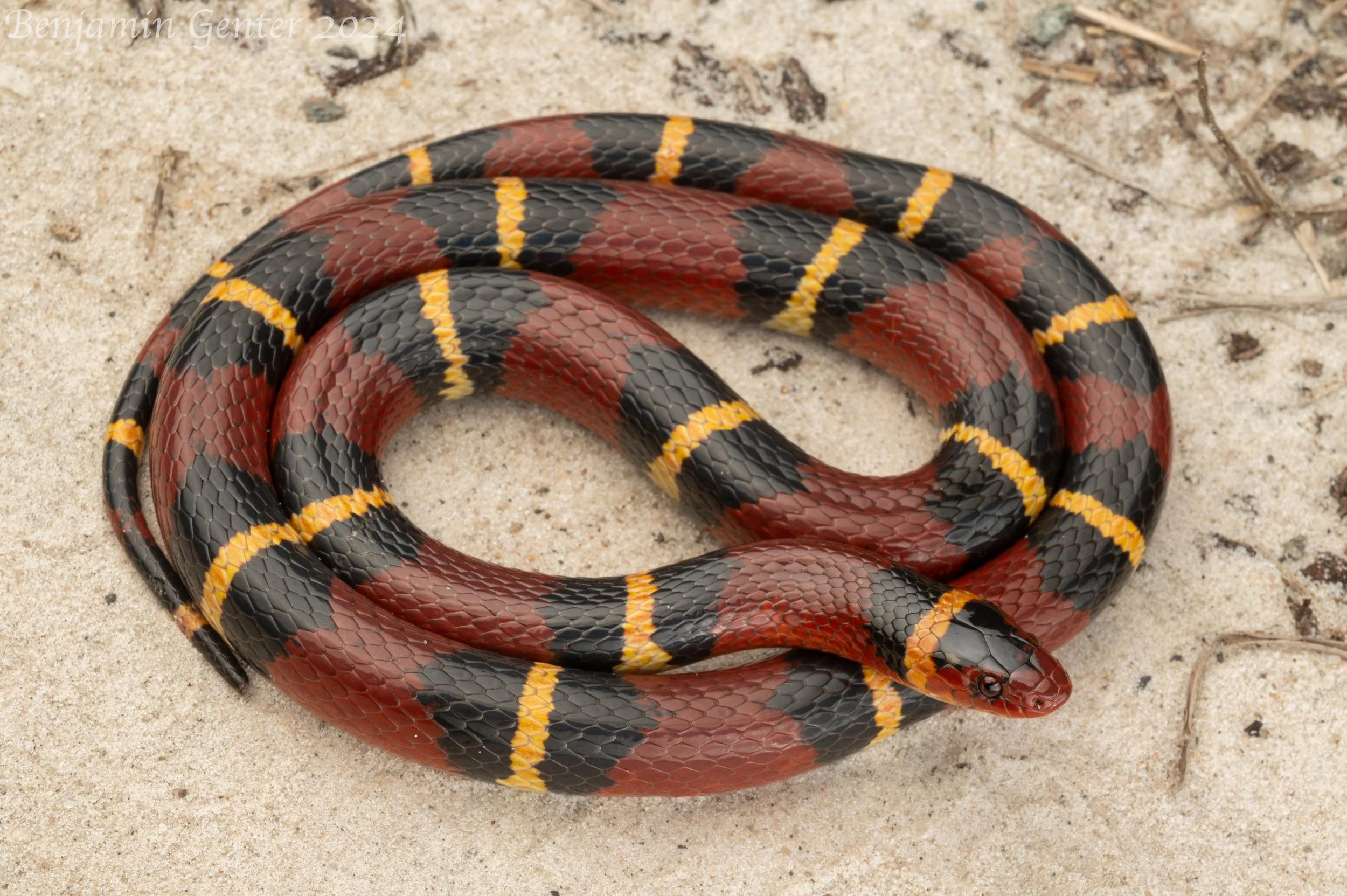 Scarlet Kingsnake (Lampropeltis elapsoides)