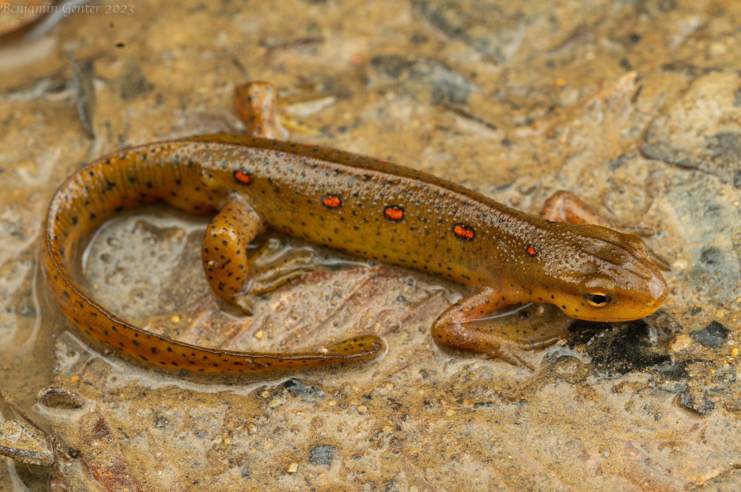 Eastern Newt (Notophthalmus viridescens)