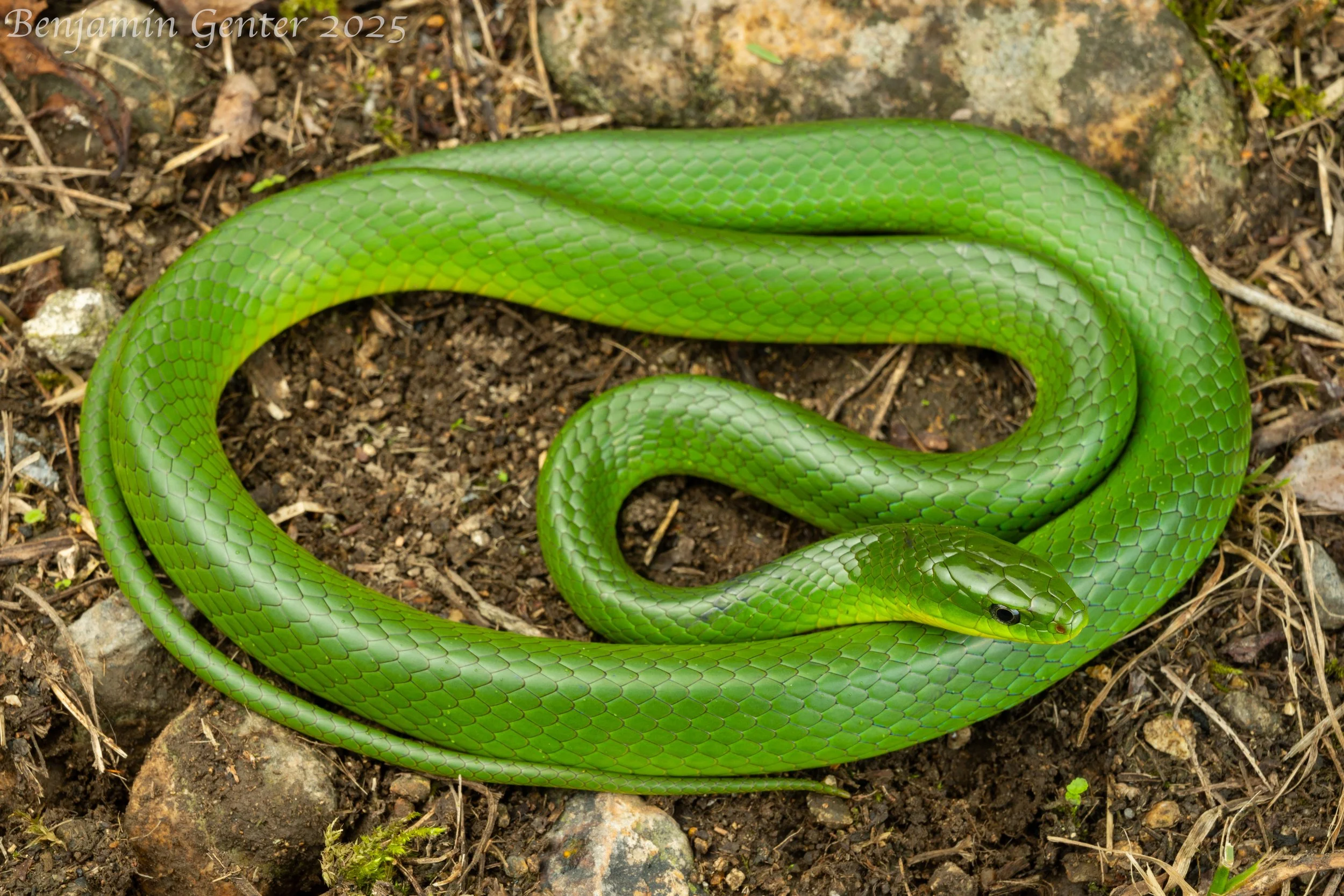 Greater Green Snake (Ptyas major)
