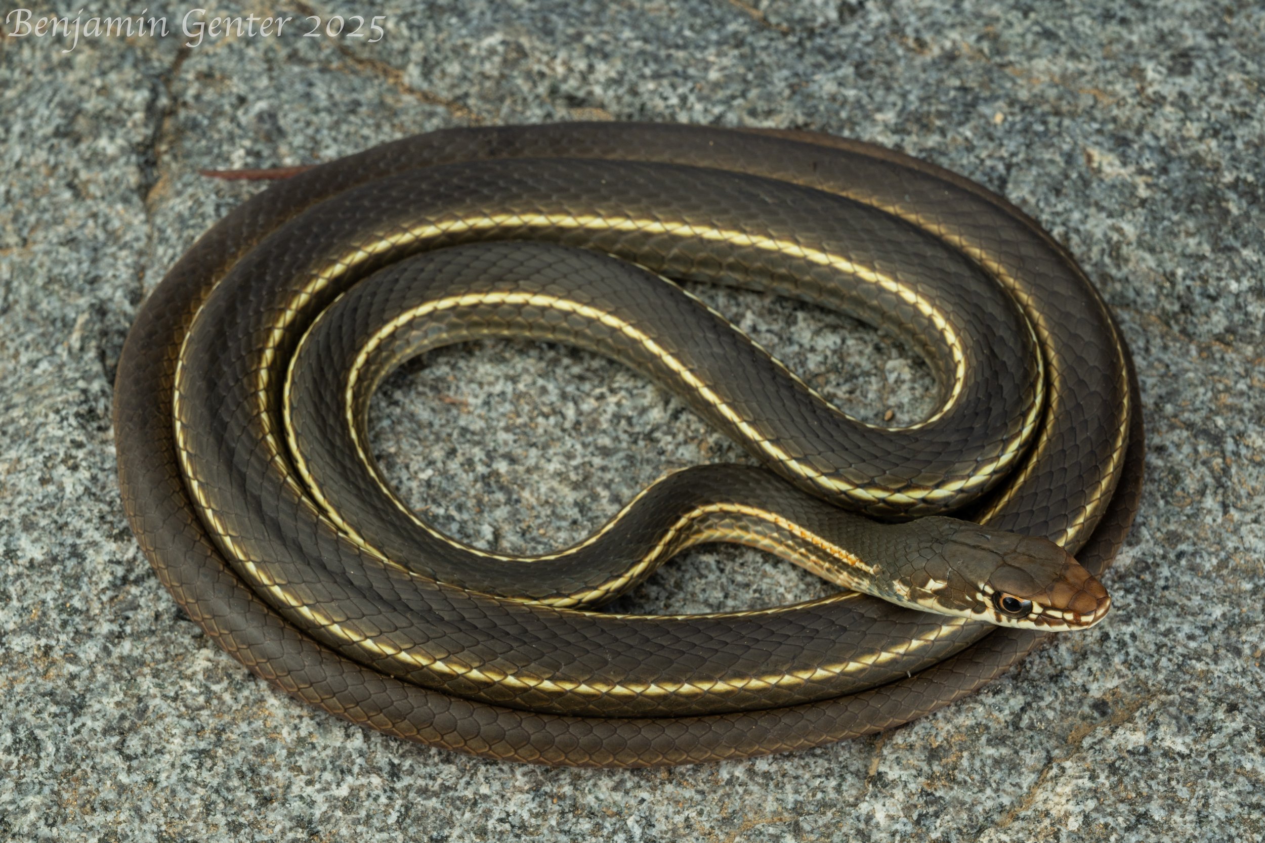 California Striped Racer (Masticophis lateralis lateralis)