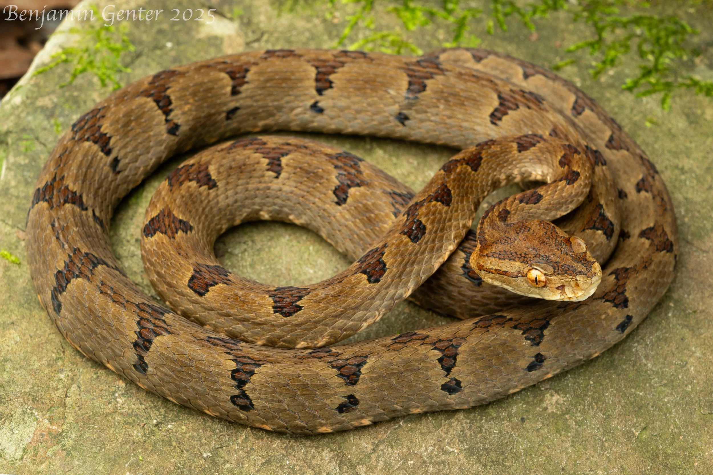 Dabie Mountains Pit Viper (Protobothrops dabieshanensis)