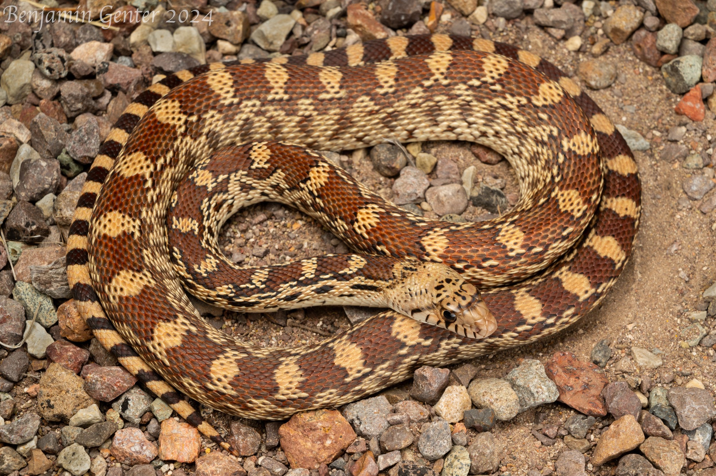 Sonora Gophersnake (Pituophis catenifer affinis)