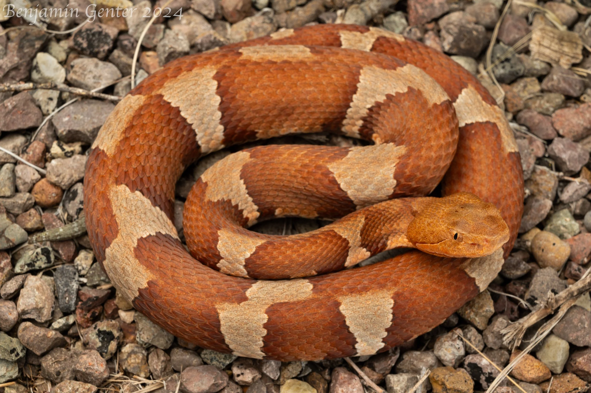 Broad-banded Copperhead (Agkistrodon laticinctus)