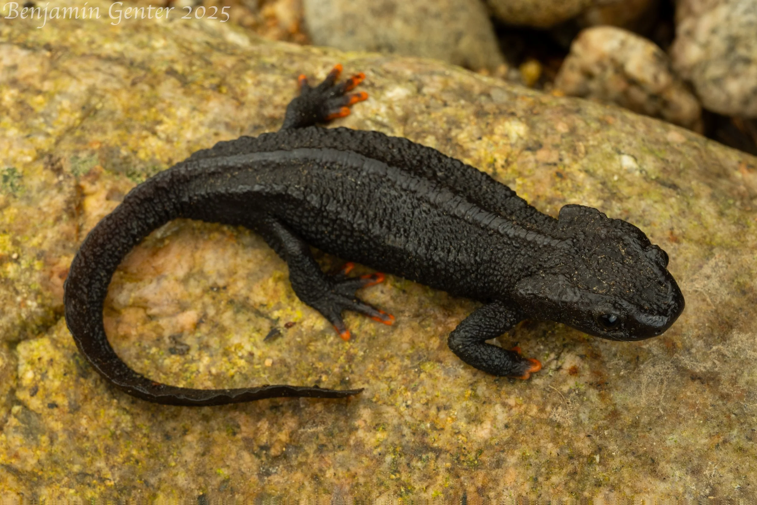 Anhui Knobby Newt (Tylototriton anhuiensis)