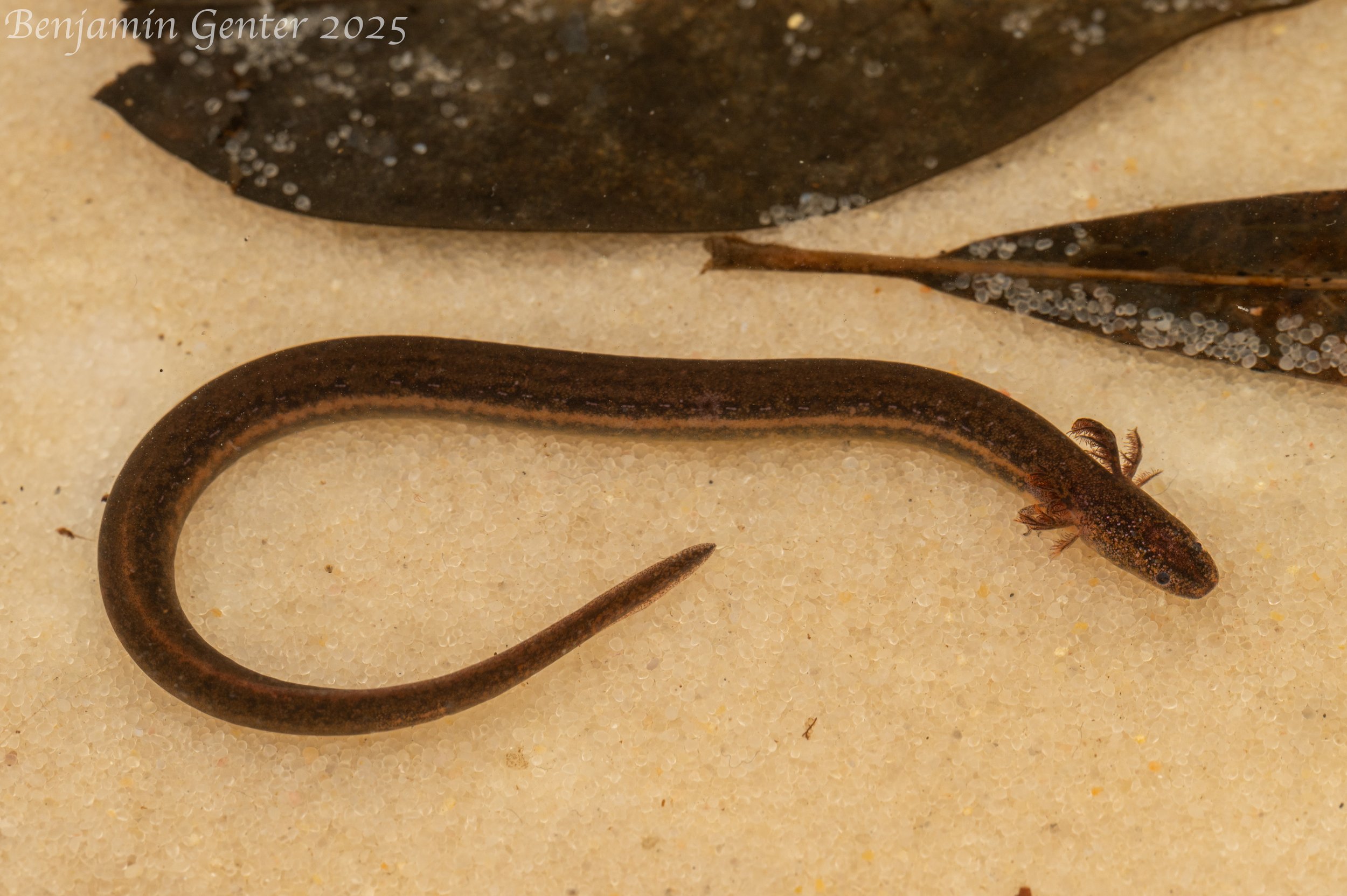 Slender Dwarf Siren (Pseudobranchus striatus spheniscus)