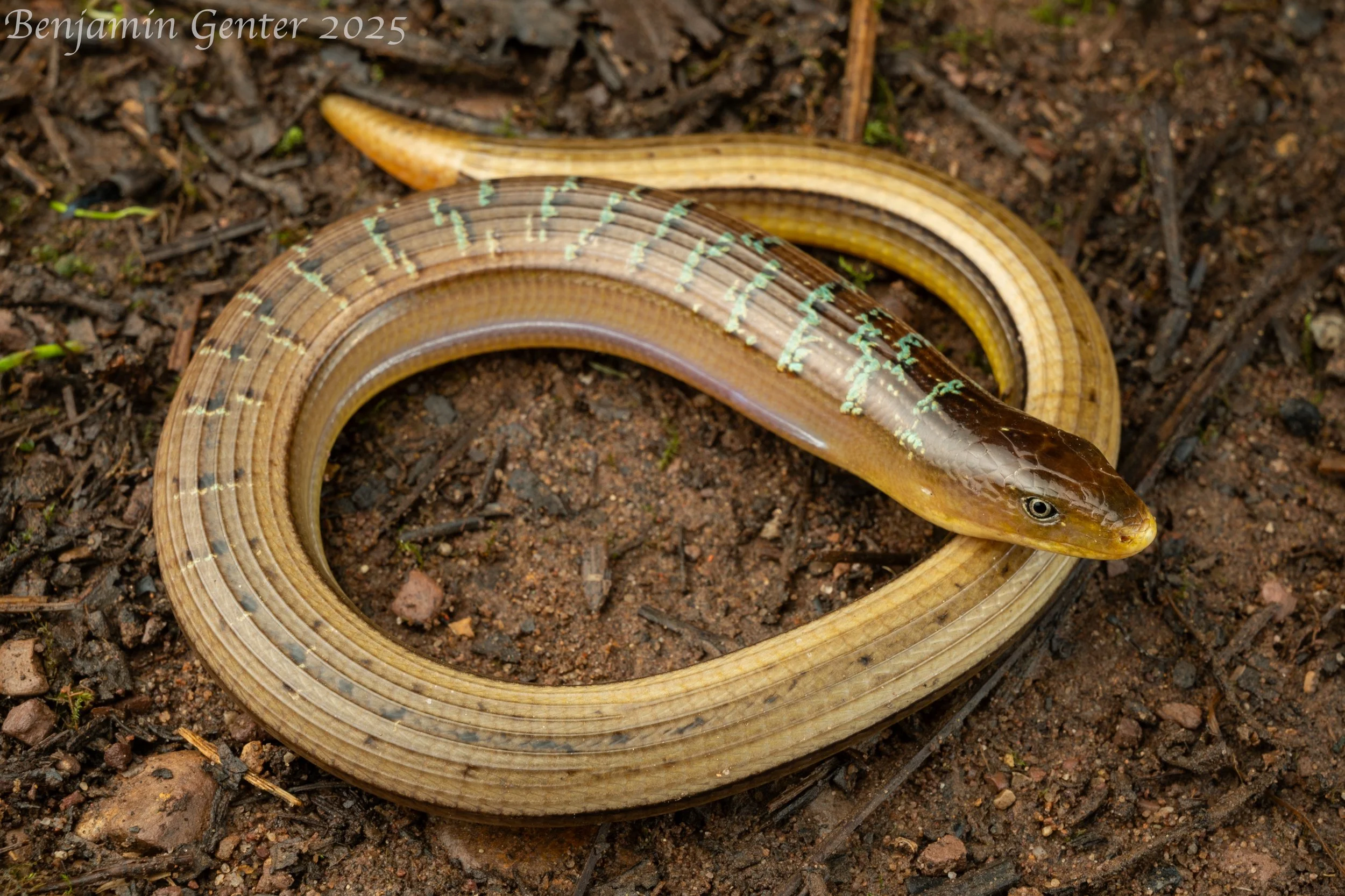 Asian Glass Lizard (Dopasia gracilis)