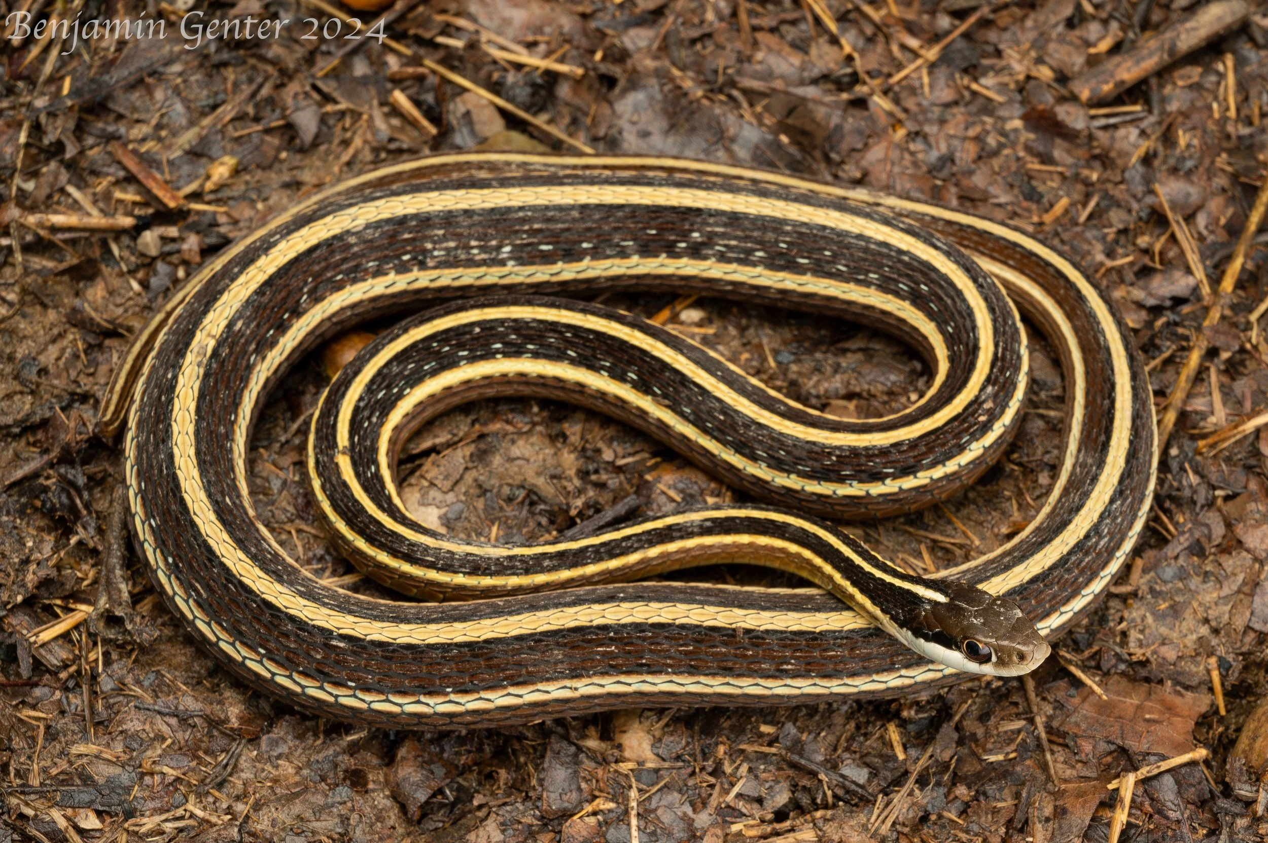Eastern Ribbonsnake (Thamnophis saurita)