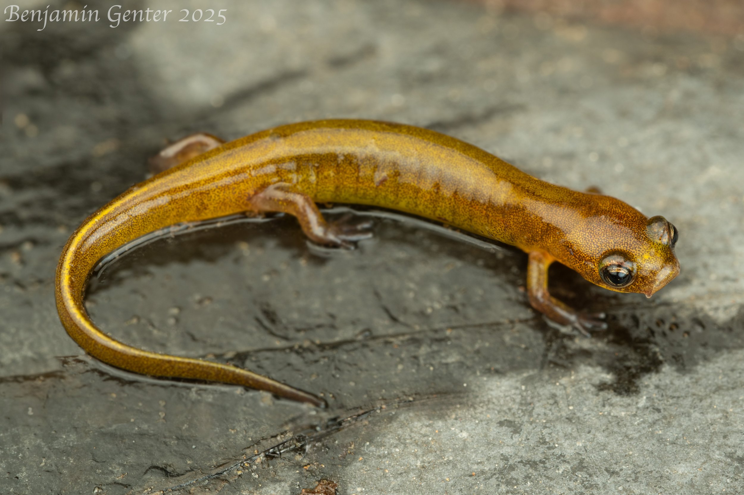 Patch-nosed Salamander (Urspelerpes brucei)