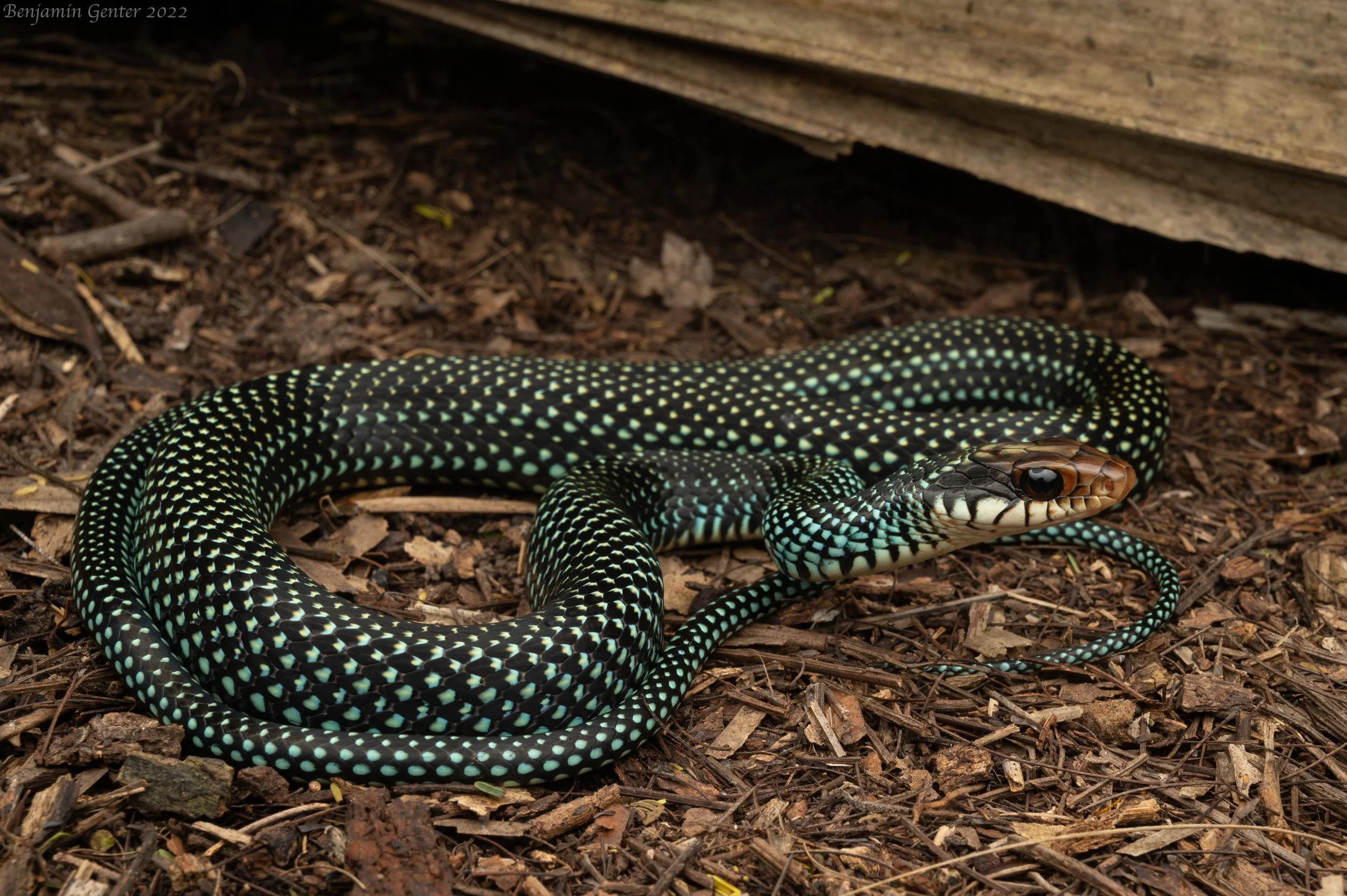 Speckled Racer (Drymobius margaritiferus)
