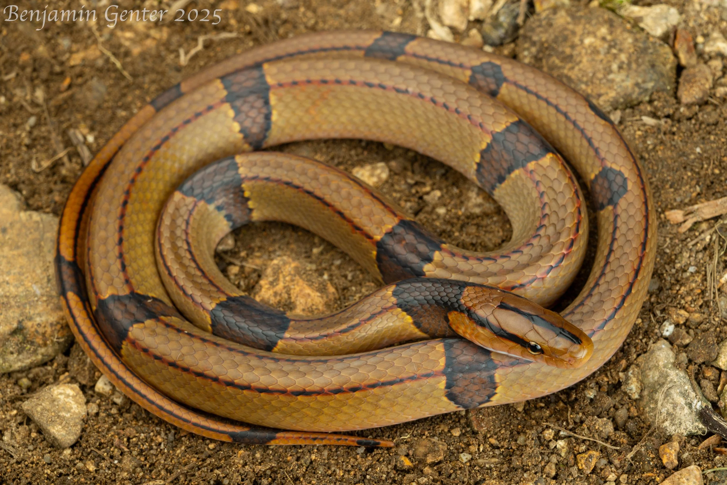 Bamboo Ratsnake (Oreocryptophis porphyraceus)