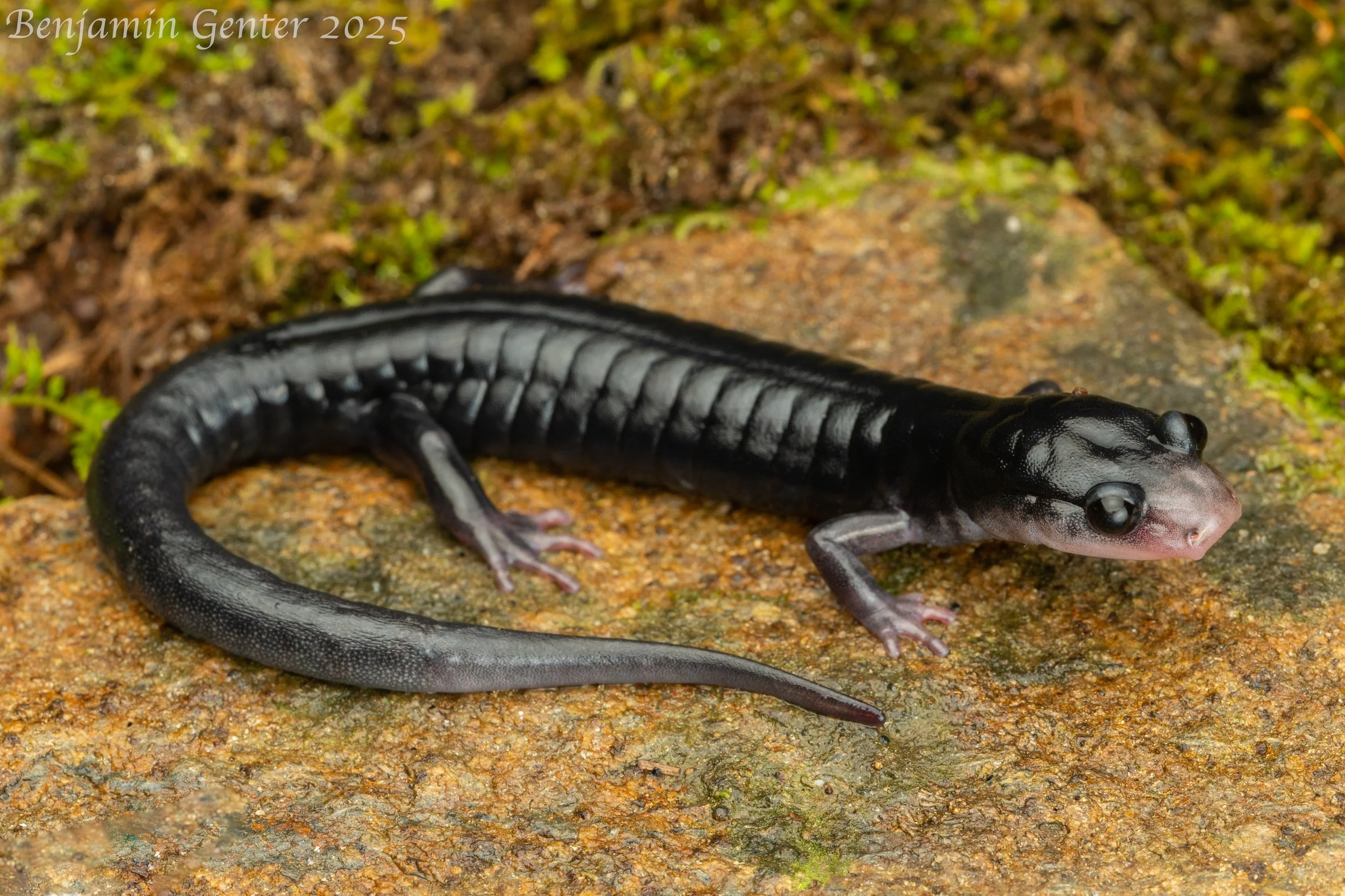 South Mountain Gray-cheeked Salamander (Plethodon meridianus)