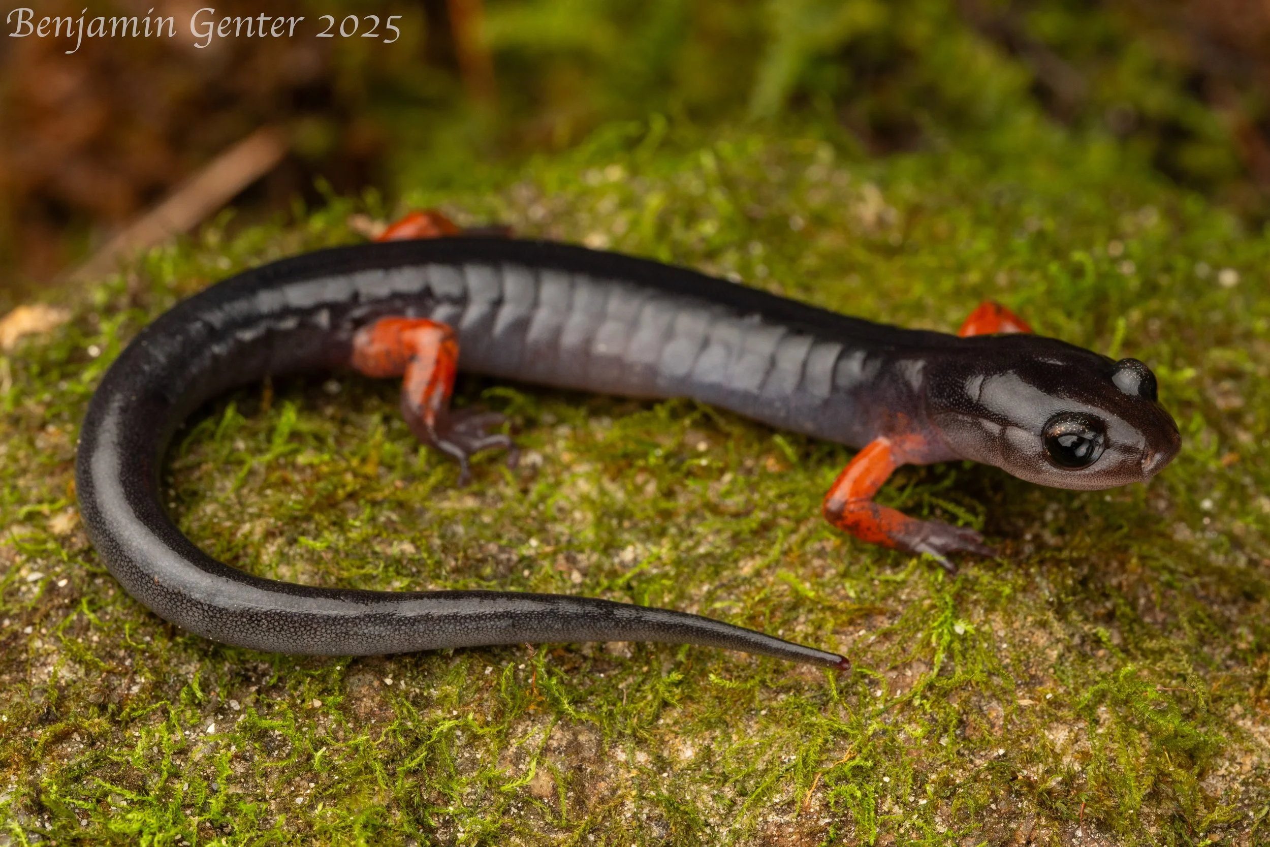 Red-legged Salamander (Plethodon shermani)