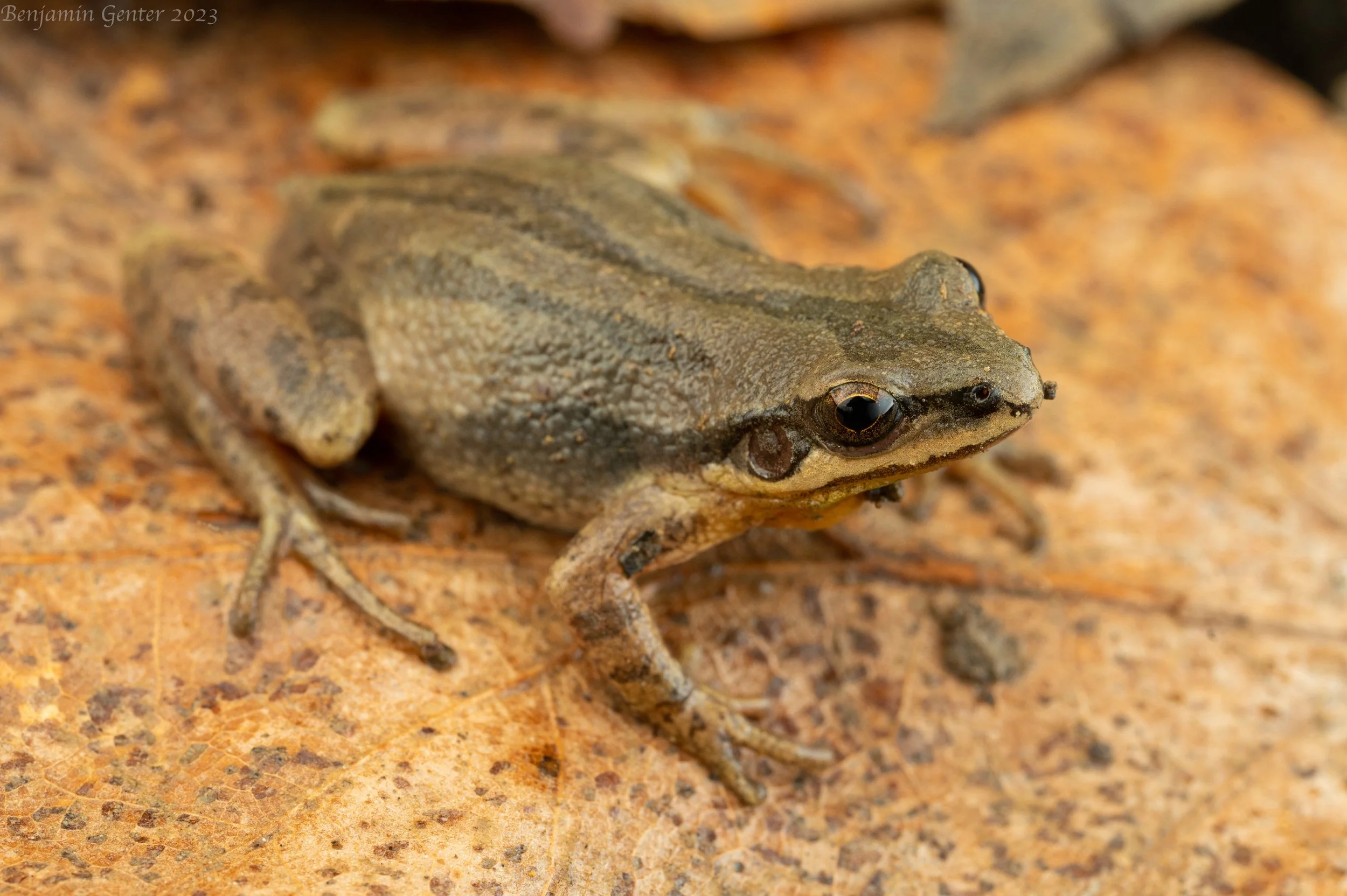 Western Chorus Frog (Pseudacris triseriata)