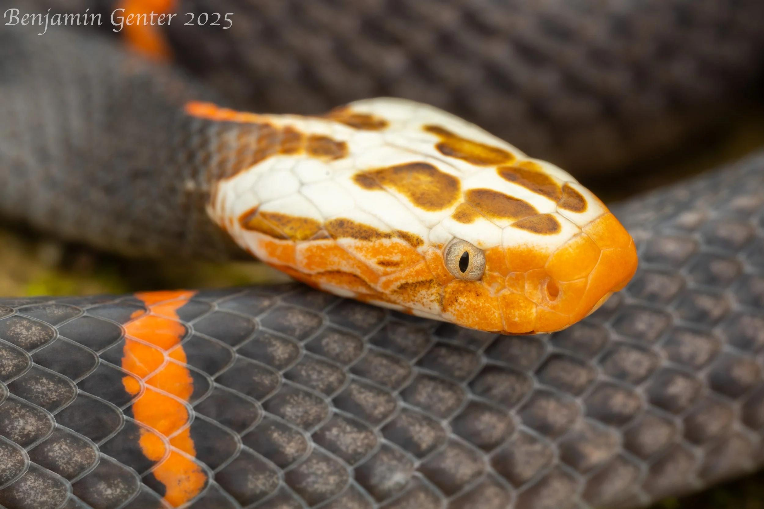 Fea's Viper (Azemiops feae)