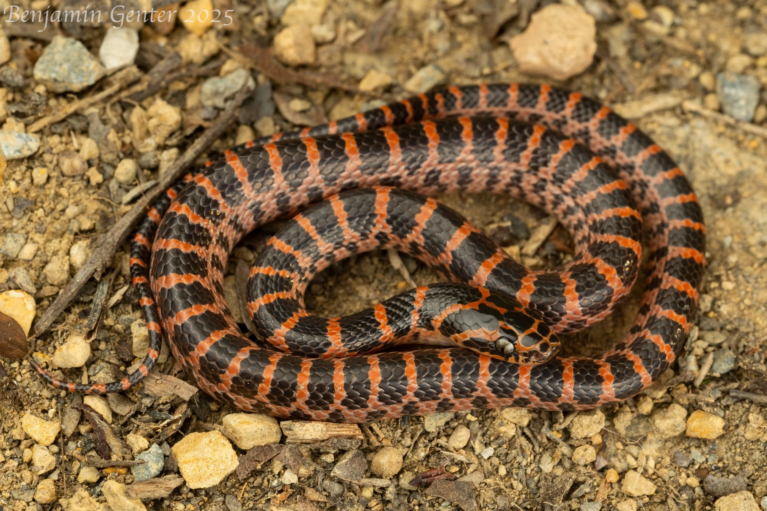 Red-banded Wolf Snake (Lycodon rufozonatus)