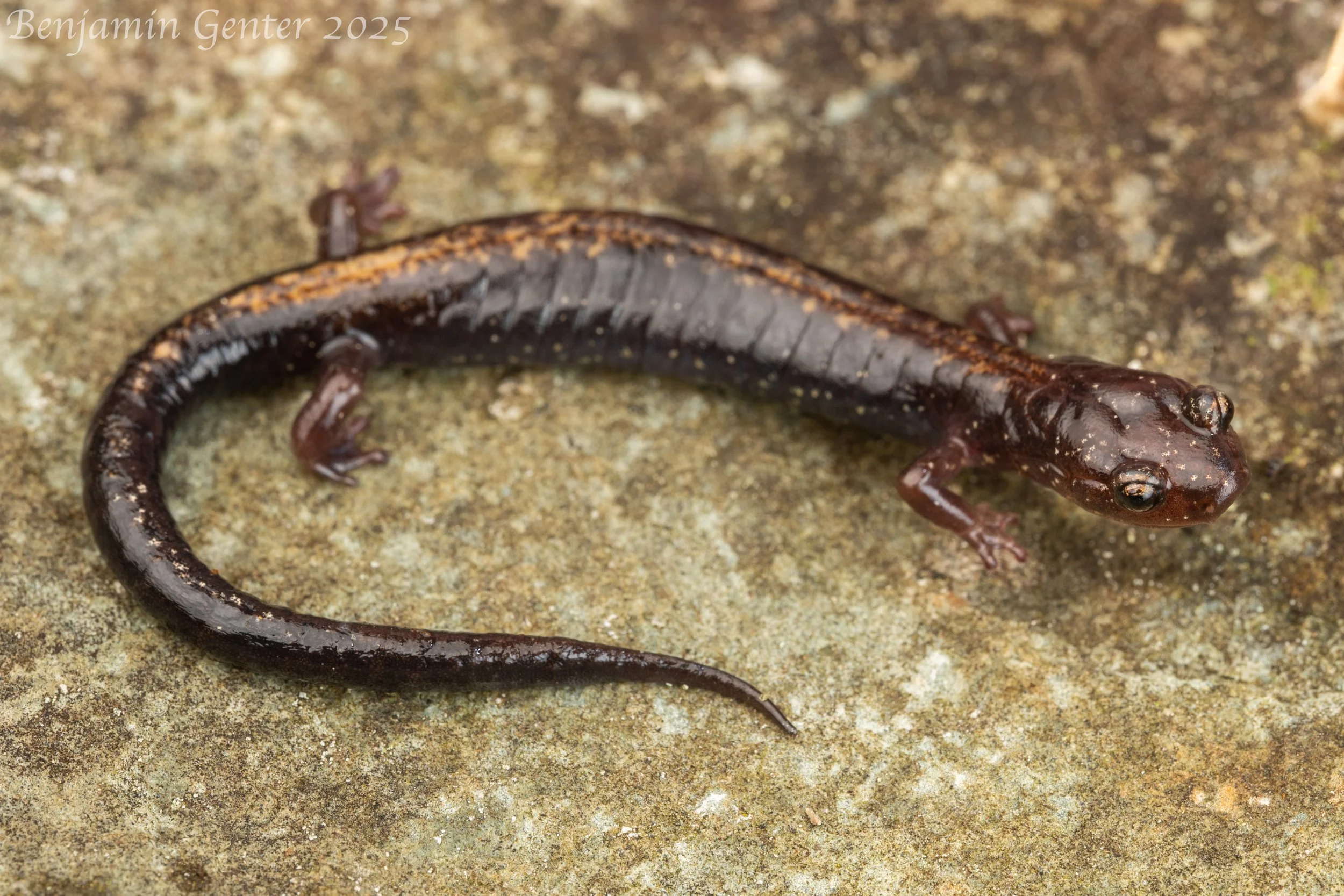Shenandoah Salamander (Plethodon shenandoah)