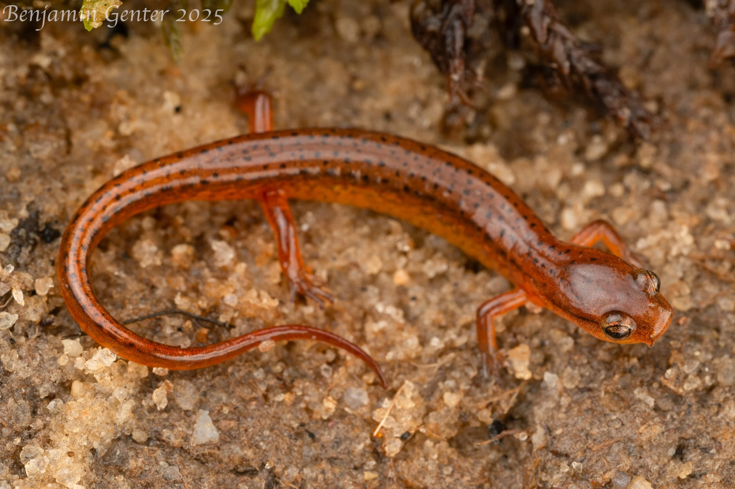 Carolina Sandhills Salamander (Eurycea arenicola)