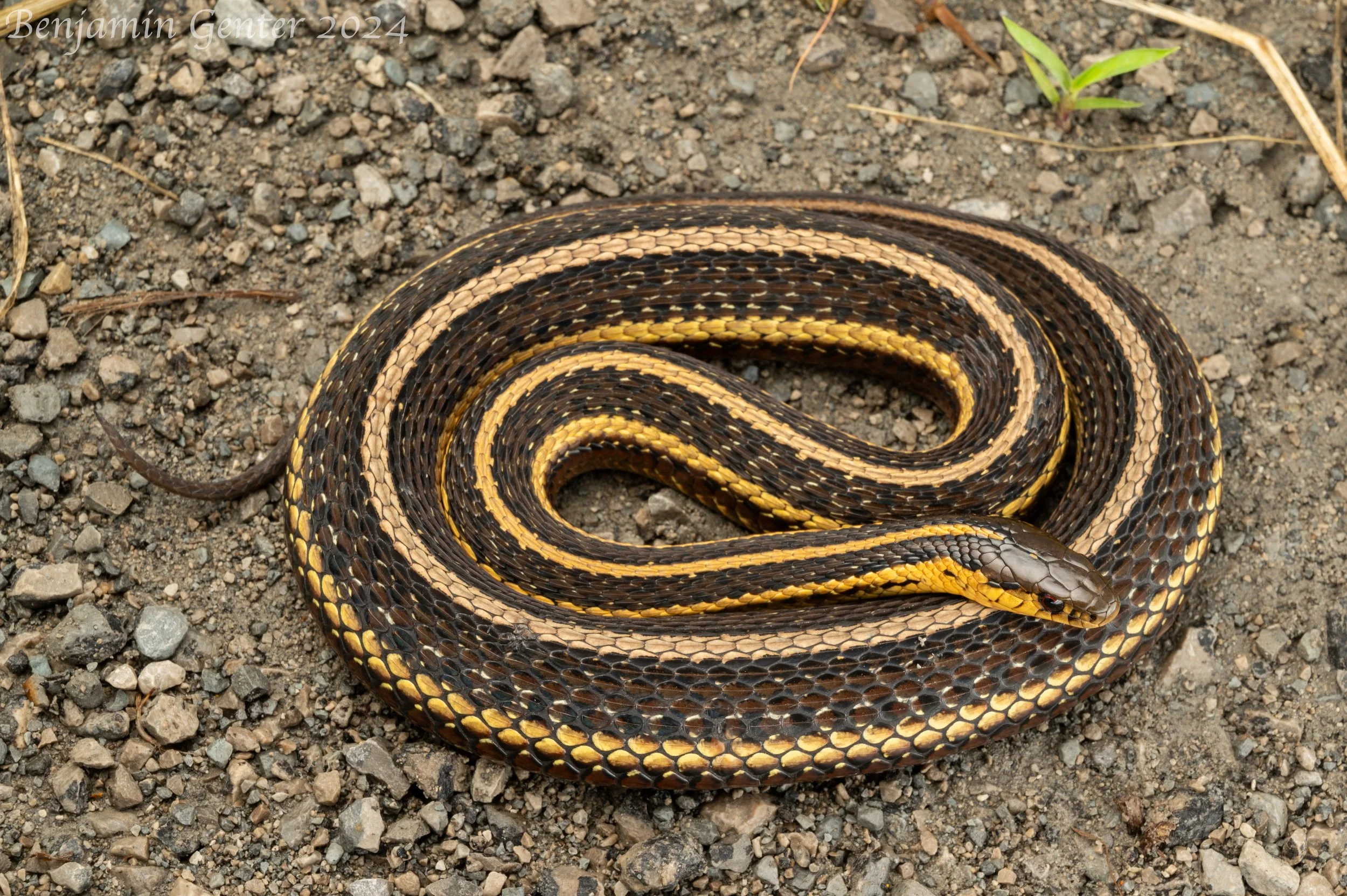 Butler's Gartersnake (Thamnophis butleri)