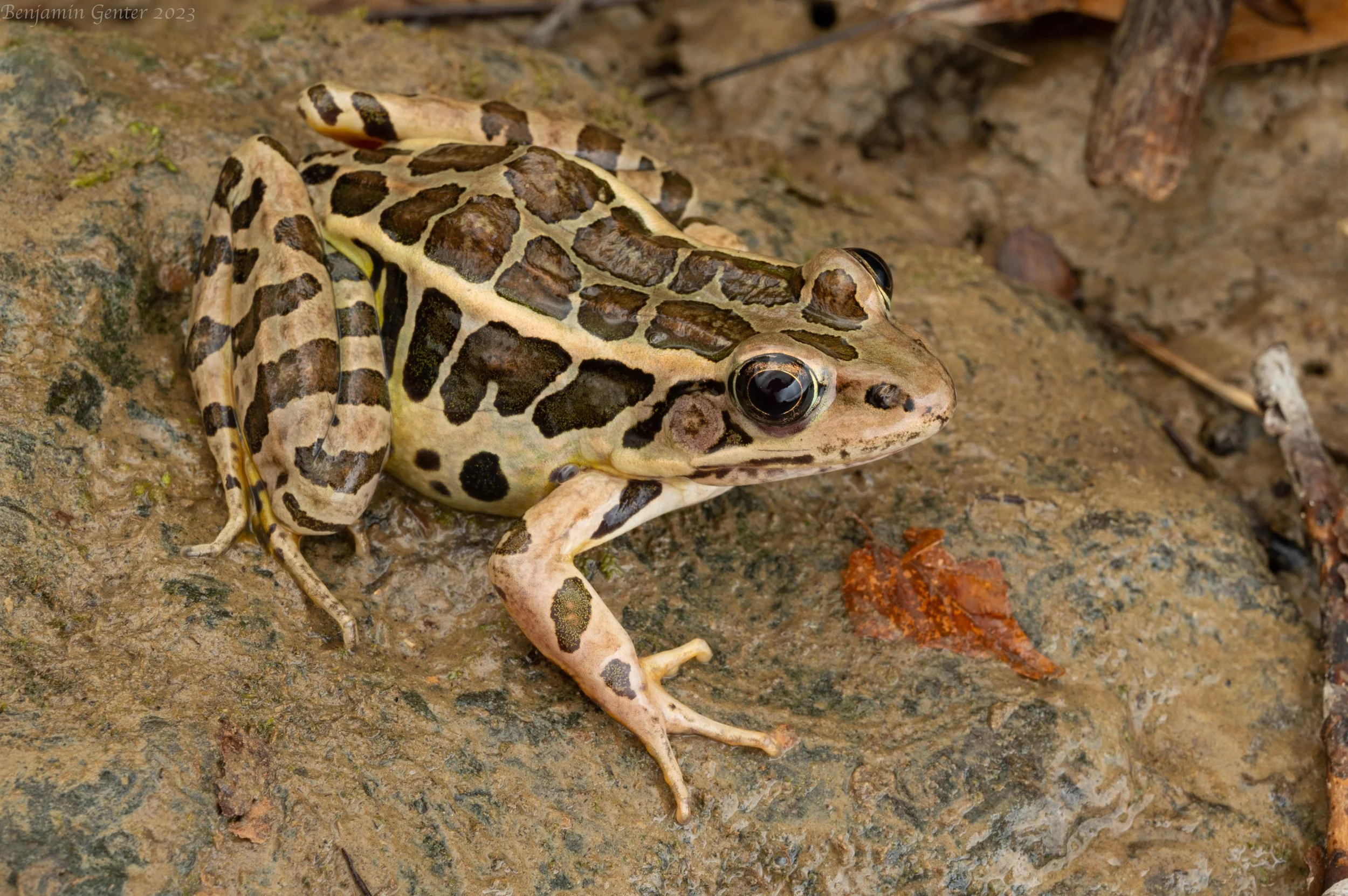 Pickerel Frog (Rana palustris)