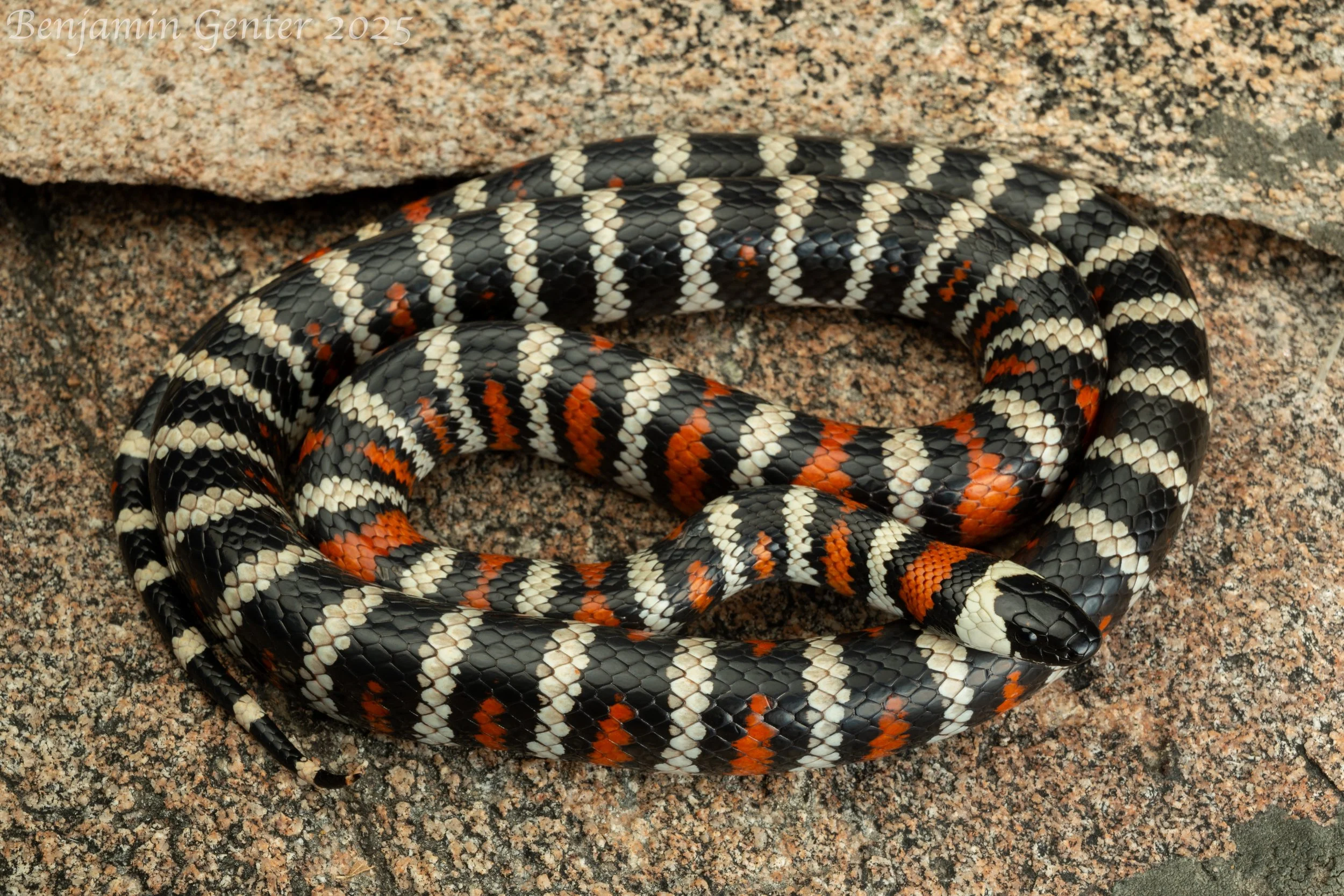 "San Bernardino" Mountain Kingsnake (Lampropeltis zonata)