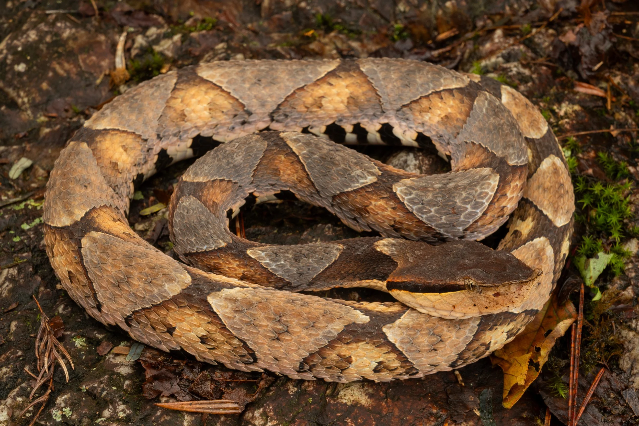 Sharp-nosed Viper (Deinagkistrodon acutus)
