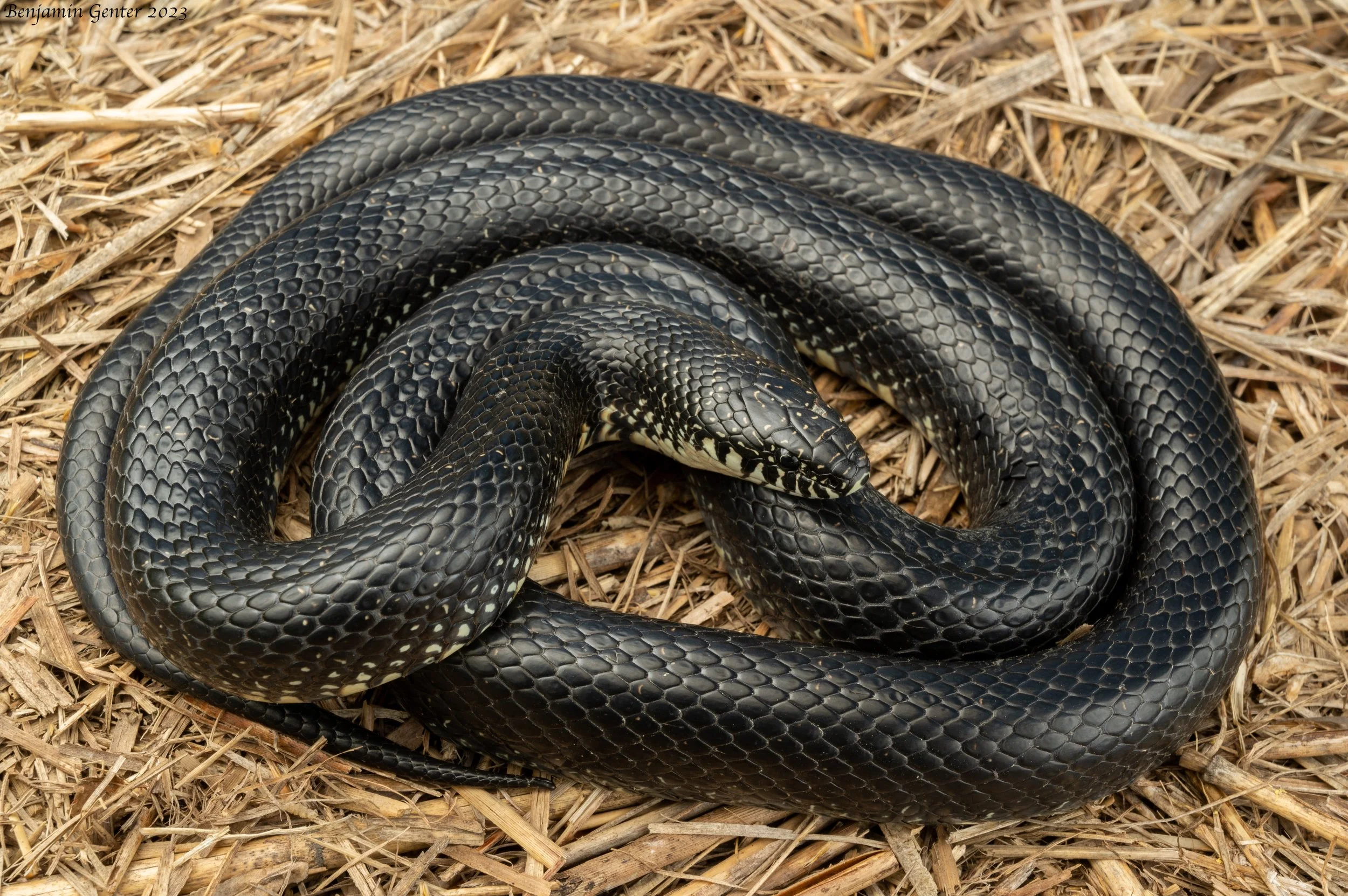 "Black" Kingsnake (Lampropeltis getula)