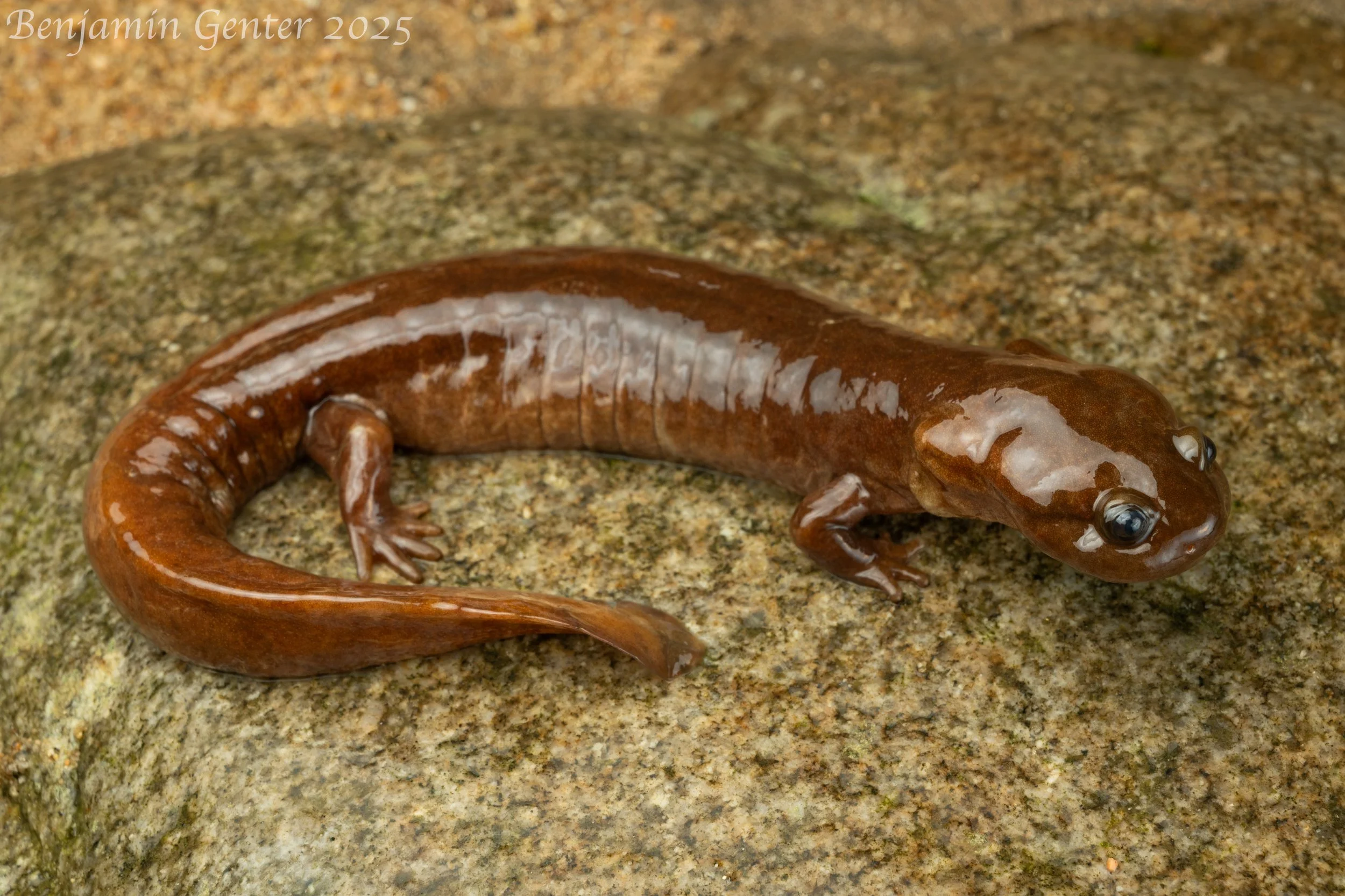 Shangcheng Stout Salamander (Pachyhynobius shangchengensis)